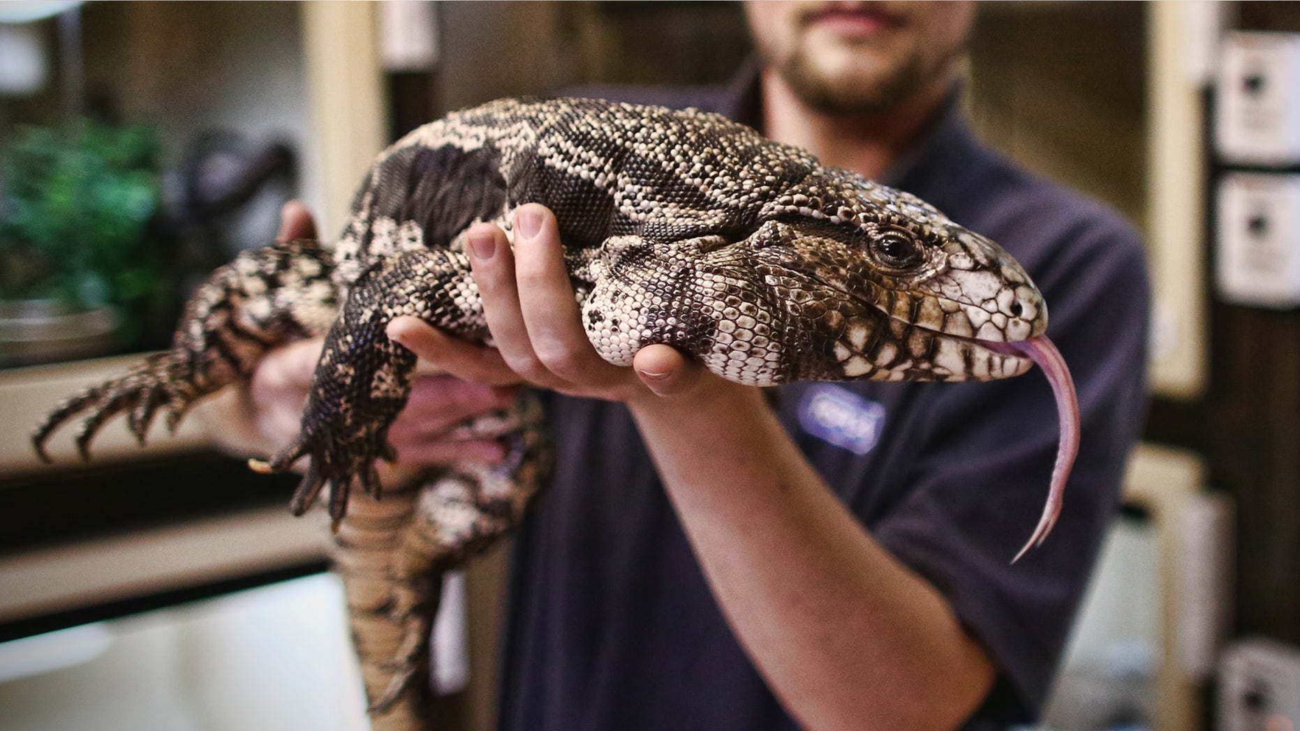 Reptile Rescue Coordinator Tom Bunsell handles an Argentine black and white tegu.