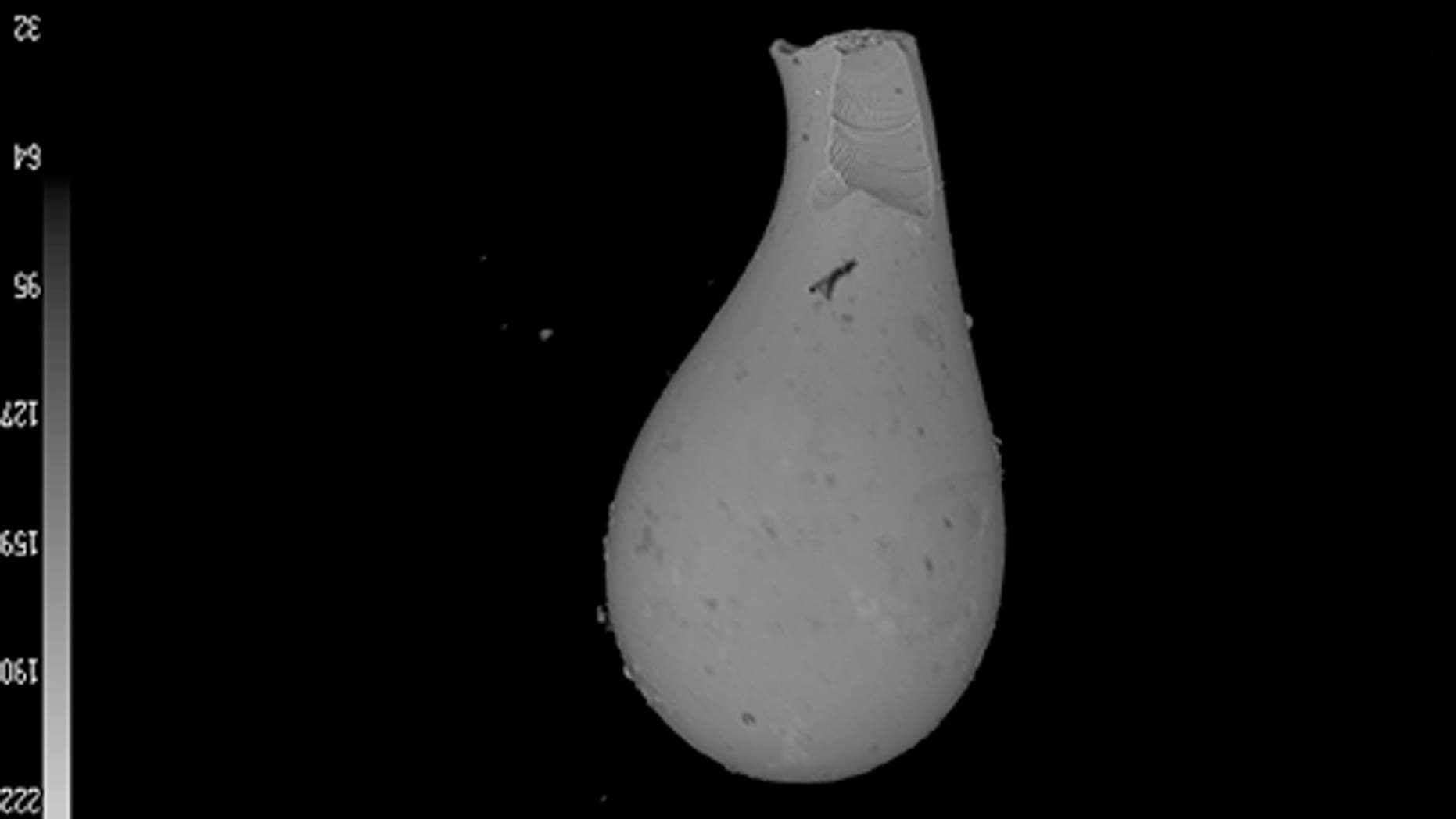 The scientists found hundreds of tiny sand-grain-size tektites like this one, thought to be created when vaporized material from an impact solidified while flying through the air. (Megan Fung)