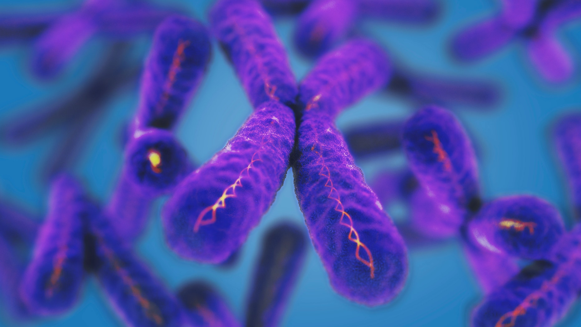 A 3-D illustration of an X chromosome