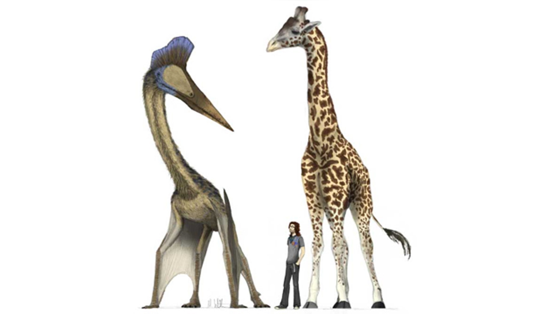 Illustration of a giant 10 meter span pterosaur alongside a record breaking 6 meter tall giraffe. The hollow, expanded skeleton of the pterosaur means that, despite its size, it is only one sixth of the giraffe's weight.