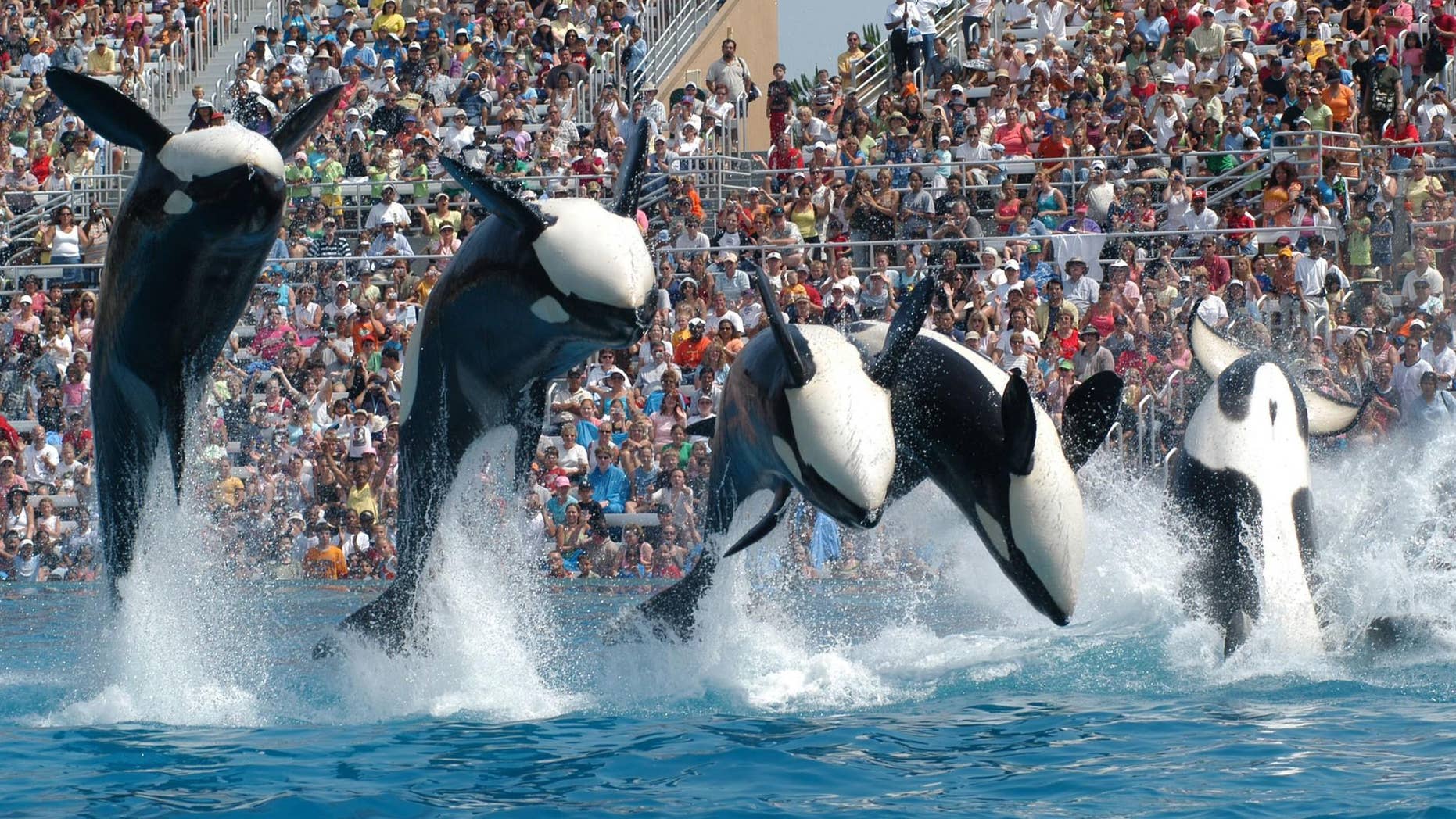 SeaWorld has reported declining attendance rates after receiving negative backlash over the documentary 'Blackfish.'