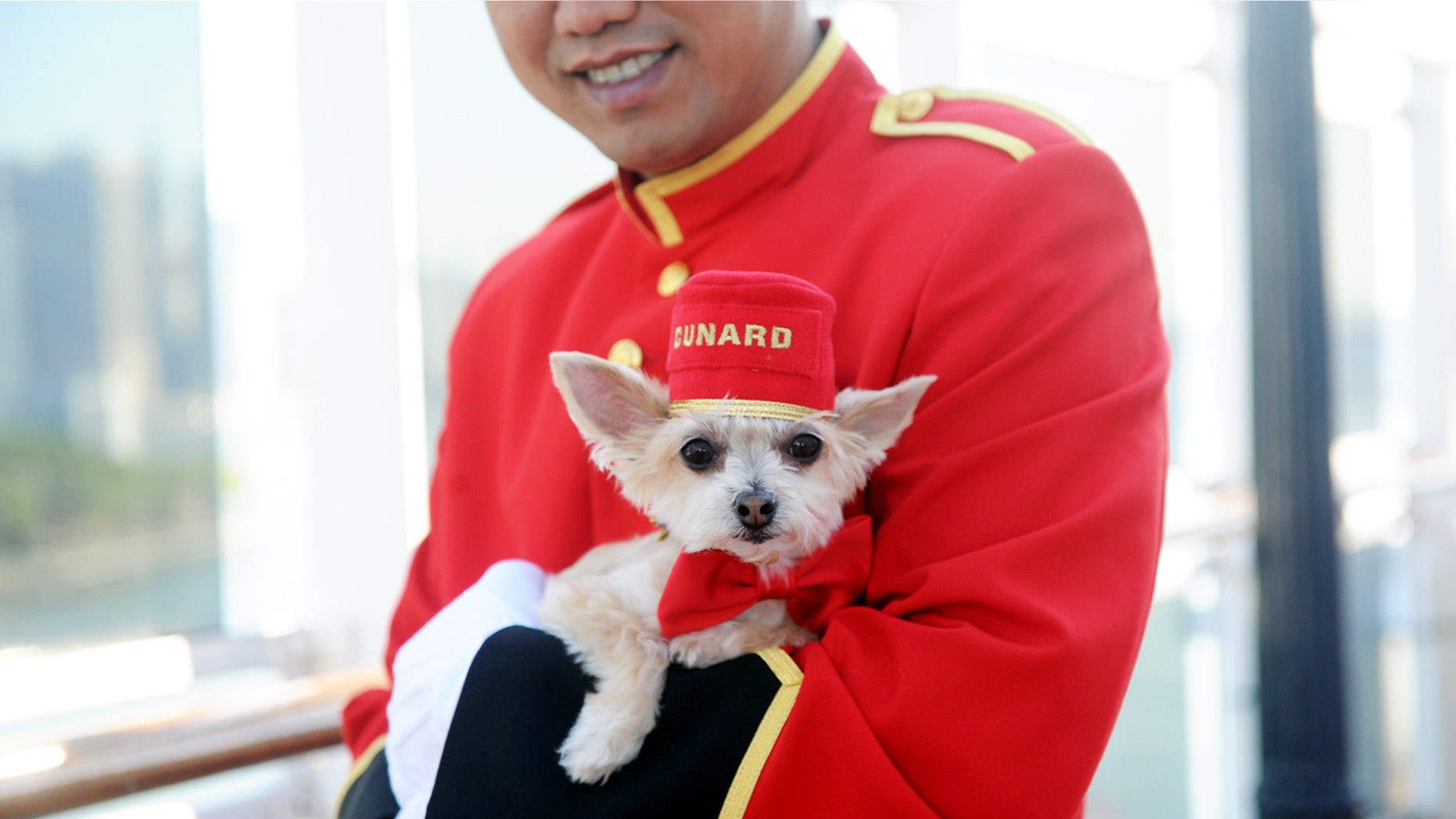 Ella Bean, a Yorkie mix, enjoys the remastered kennels on the Queen Mary 2, the only passenger liner to carry pets, Wednesday, July 6, 2016, at Brooklyn Cruise Terminal in New York, its U.S. homeport.