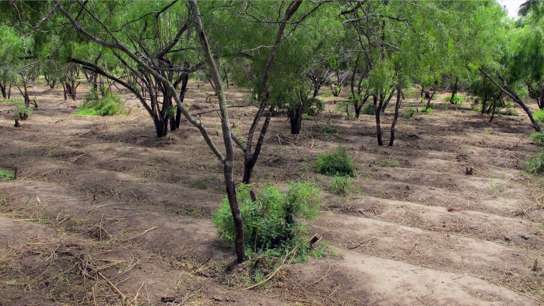 Long irrigated rows that once held 11,500 marijuana plants are spread over two acres near Raymondville, Texas on Thursday, Aug. 21, 2014. Authorities found the hidden pot farm while attempting to capture immigrants who fled into it on Aug. 13, 2014. (AP Photo/Christopher Sherman)