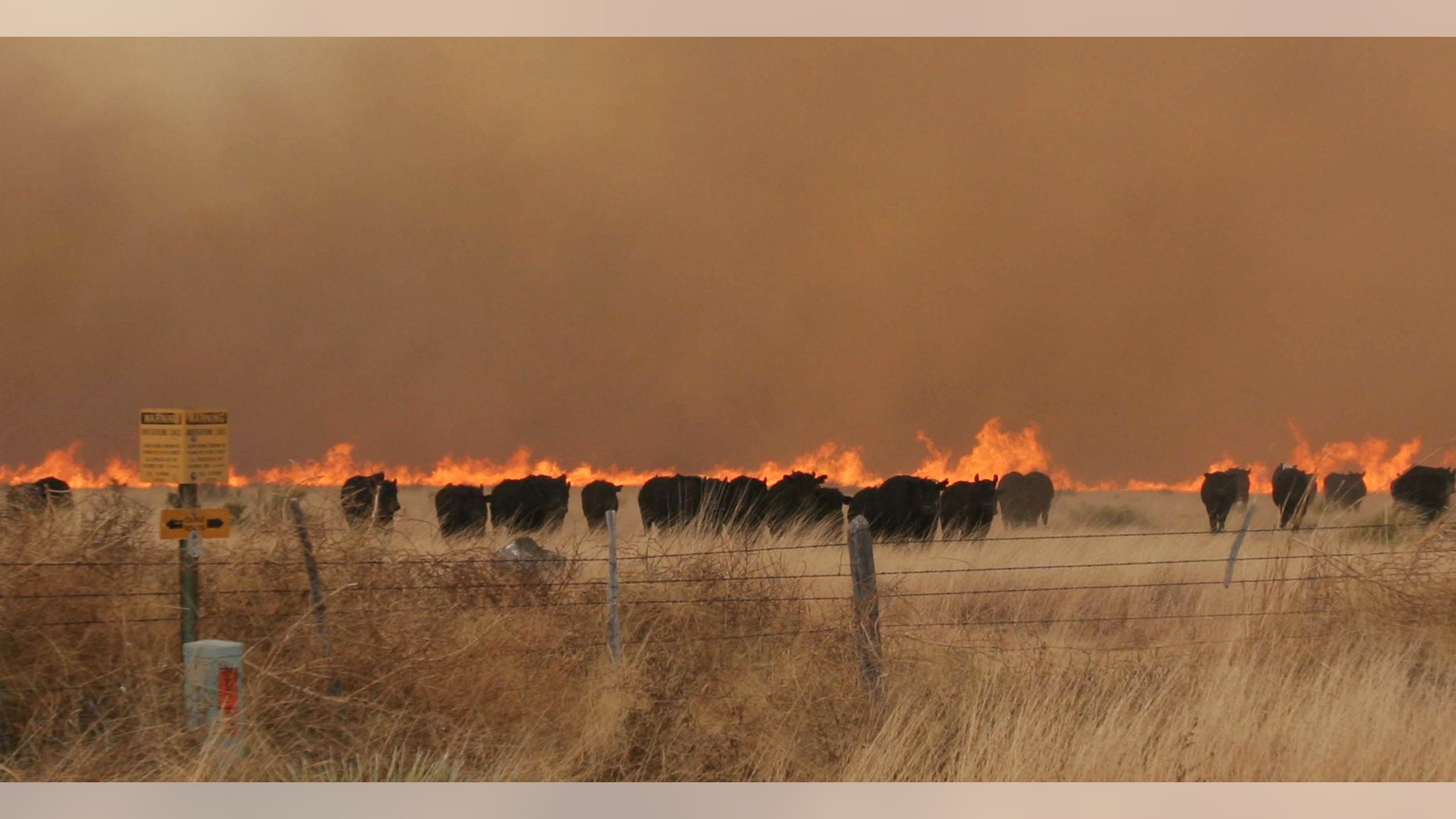 April 9: A herd of cattle run from a wildfire near Marfa, Texas. The fire danger remains high in West Texas where firefighters are battling a blaze that's destroyed dozens of homes in two communities, and crews are trying to contain fires elsewhere in the state. (AP/bigbendnow.com)