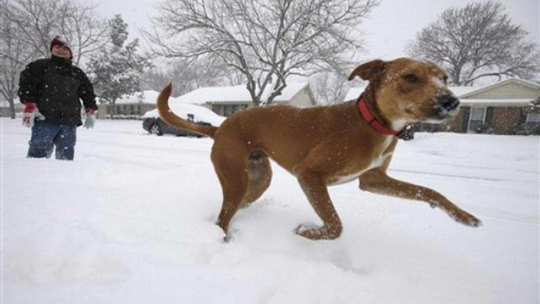 Under House Bill 998 Samual Huntsinger would need to get liability insurance in order to let his dog Scratch run through the snow covered streets of Richardson, Texas as he did Feb. 4, 2011.