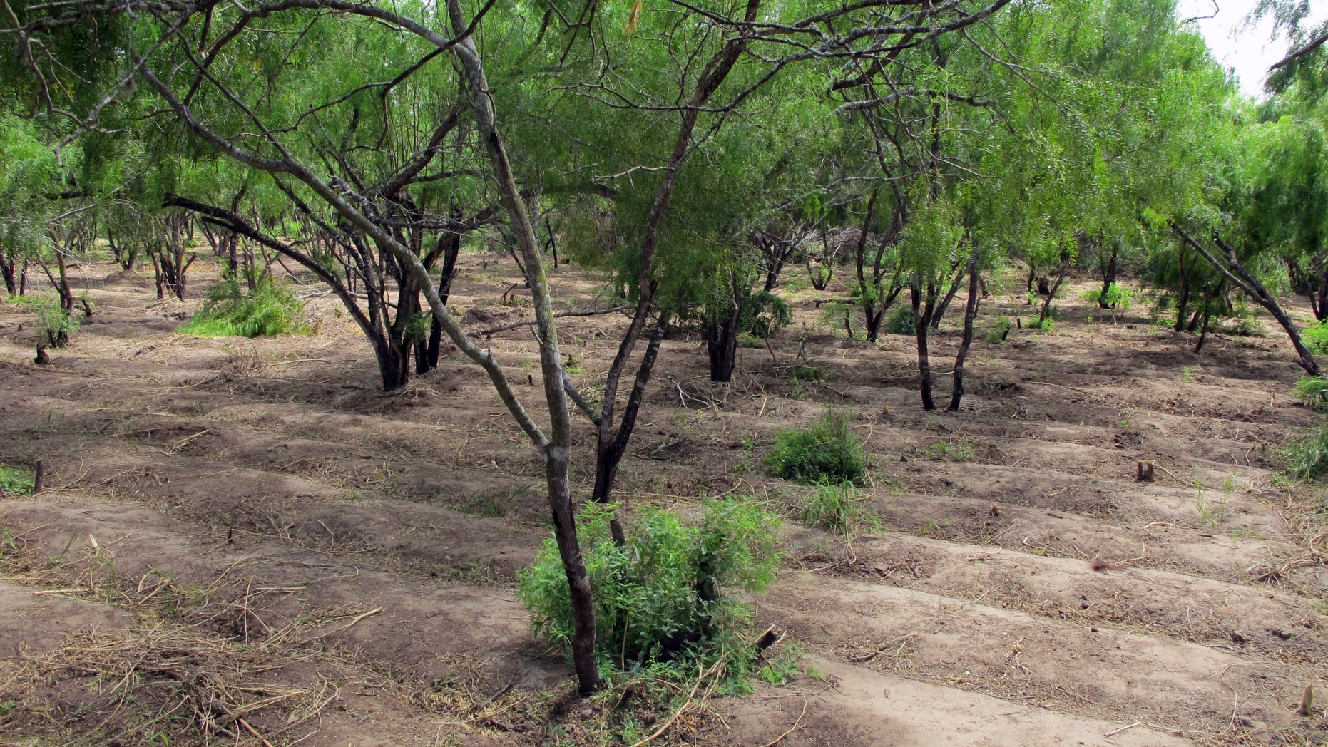 Aug. 21, 2014: Long irrigated rows that once held 11,500 marijuana plants are spread over two acres near Raymondville, Texas.