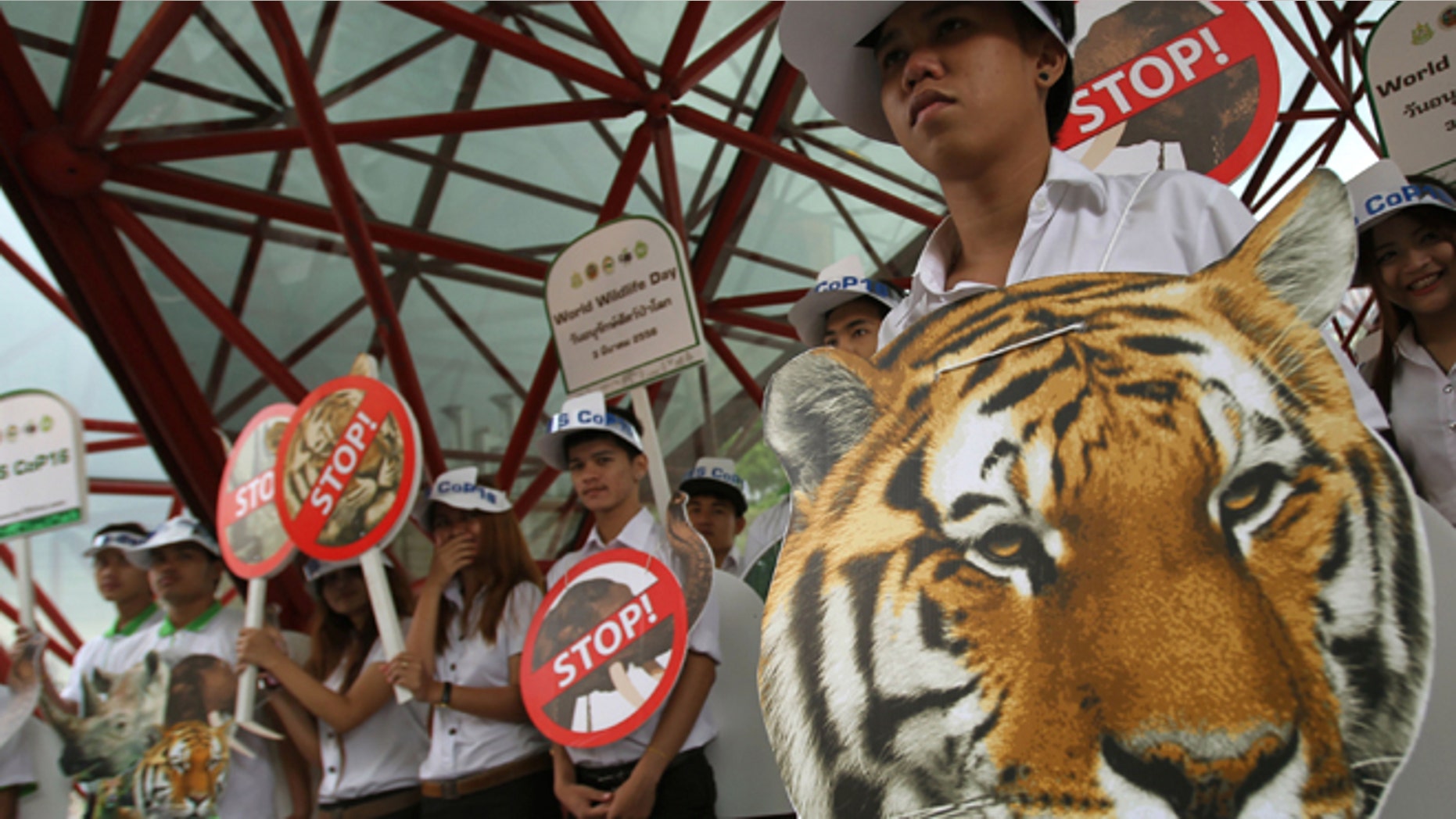 March 3, 2013: Thai activists hold posters urging people to stop the trading of tigers during the Convention on International Trade in Endangered Species, or CITES, in Bangkok.