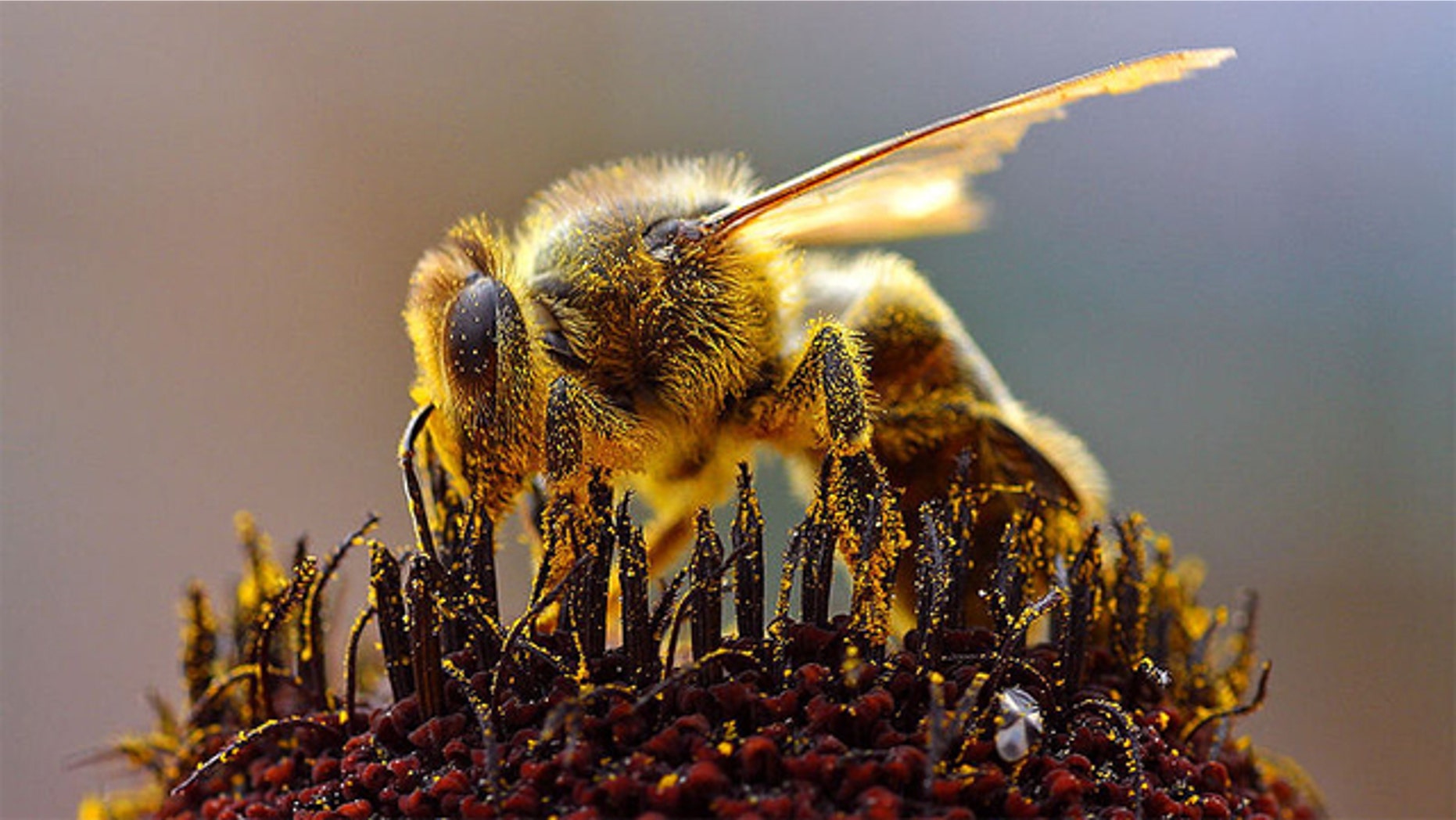 Are cell phones the source of the bee problem?