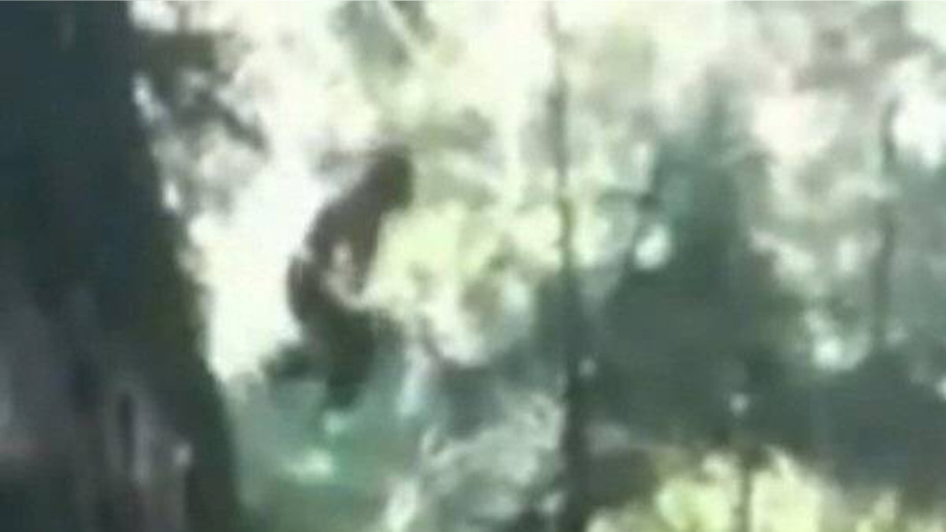 The real deal or yet another hoax?