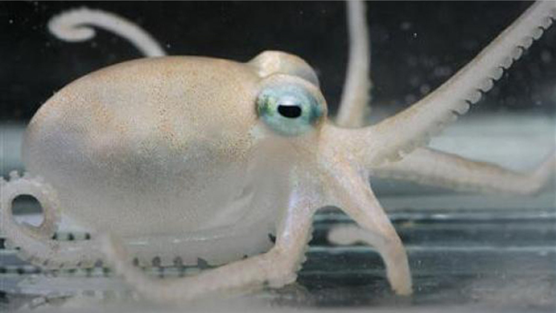 An Adelieledone polymorpha, one of the four new species of octopuses that researchers have discovered in Antarctica that come replete with anti-freeze venom.