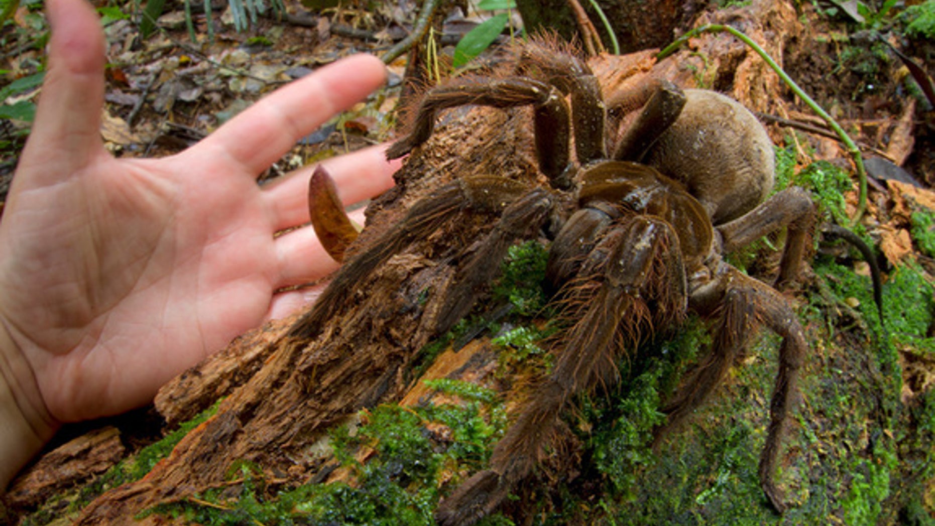 The South American Goliath birdeater (Theraphosa blondi) is the world's largest spider, according to Guinness World Records. Its legs can reach up to one foot and it can weight up to 6 oz..