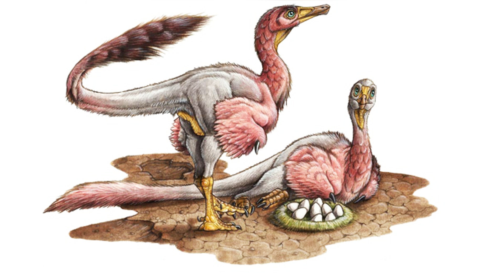 An artist's reconstruction of the newly discovered, and newly named, theropod dinosaur Bonapartenykus ultimus.