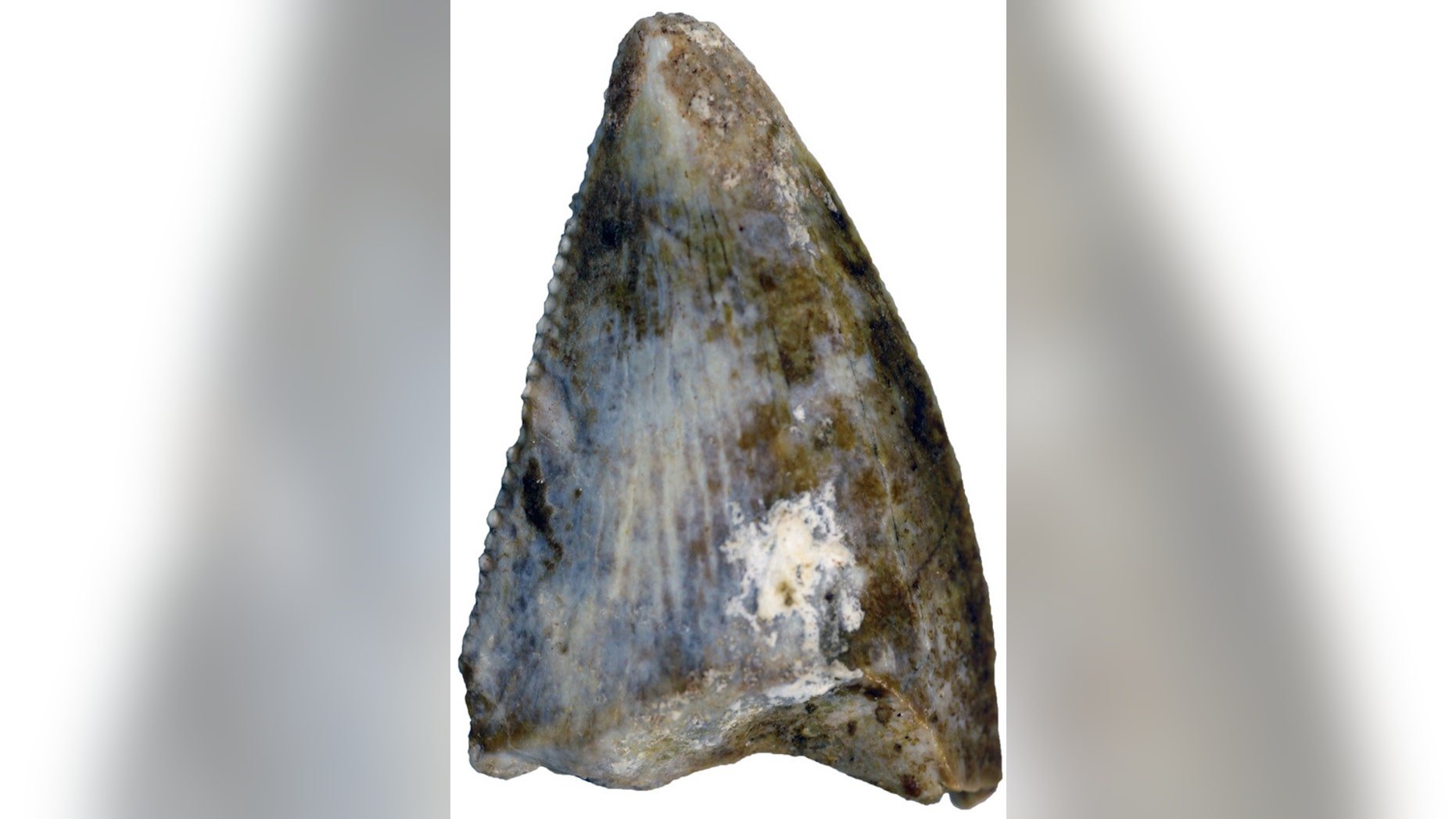 This abelisaur tooth is evidence of the first carnivorous theropod dinosaur from Saudi Arabia.