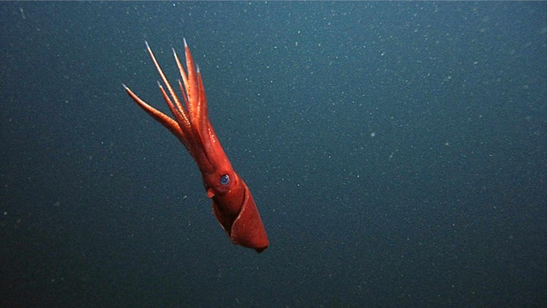A female Octopoteuthis deletron in the water column observed by MBARI’s remotely operated vehicle Ventana.