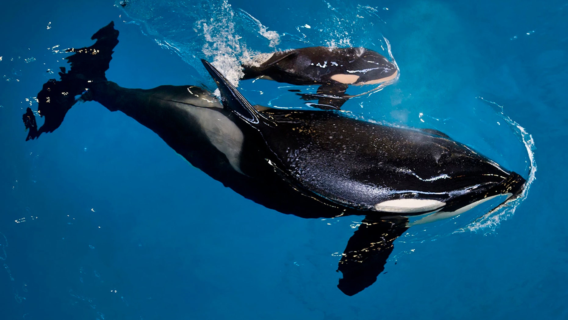 FILE: Takara helps guide her newborn, Kyara, to the water's surface at SeaWorld San Antonio in San Antonio.