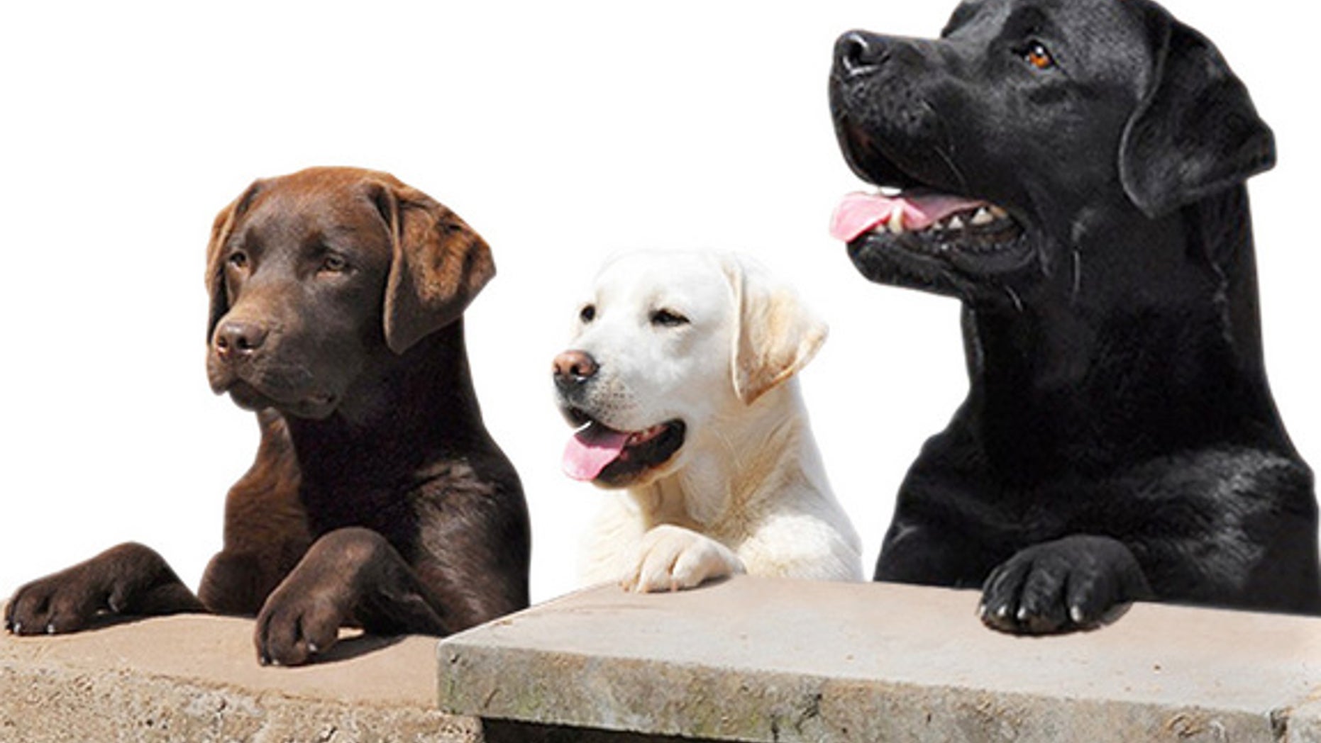 A new health database aims to track the health of Labrador retriever puppies as they grow.