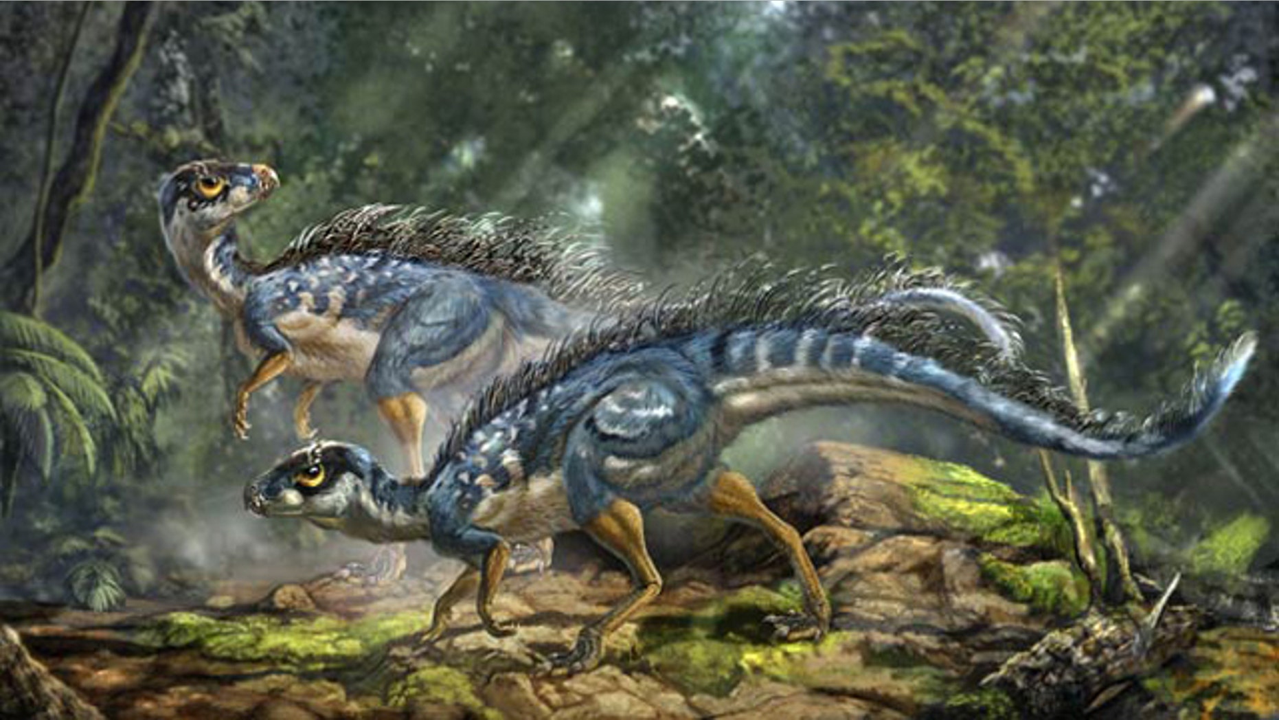 Artist's reconstruction of Tianyulong confuciusi, a feathered heterodontosaurid ornithischian dinosaur.