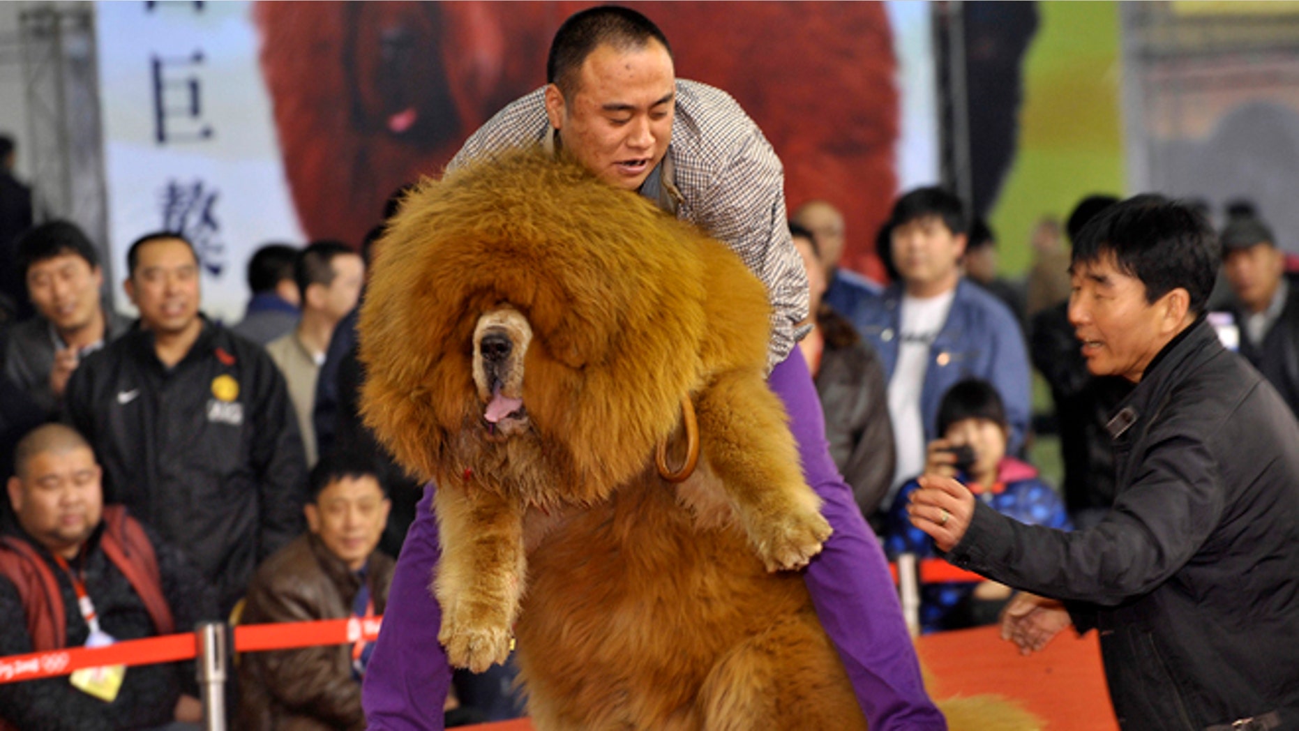 March 23, 2012: A man holds up his Tibetan mastiff as they perform on stage during a dog beauty contest at an exhibition center in Shenyang, Liaoning province.