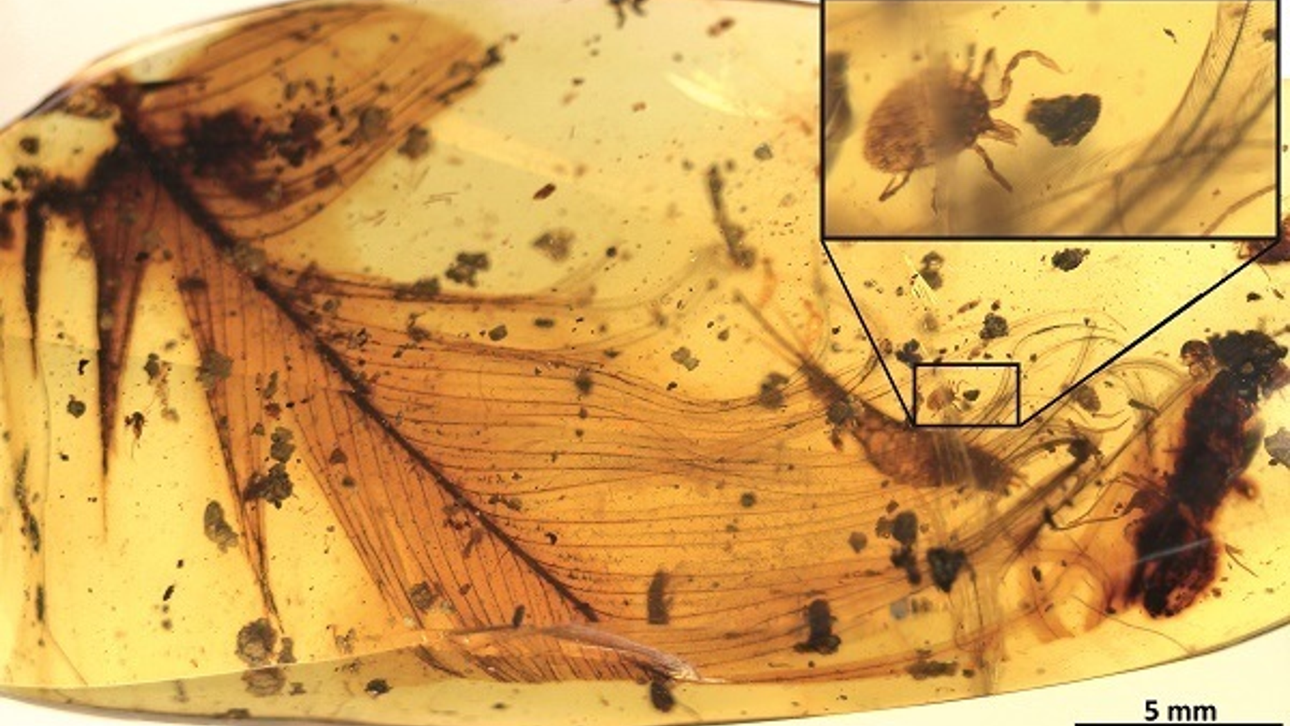 A tick discovered in amber likely feasted on feathered dinosaurs, research suggested.