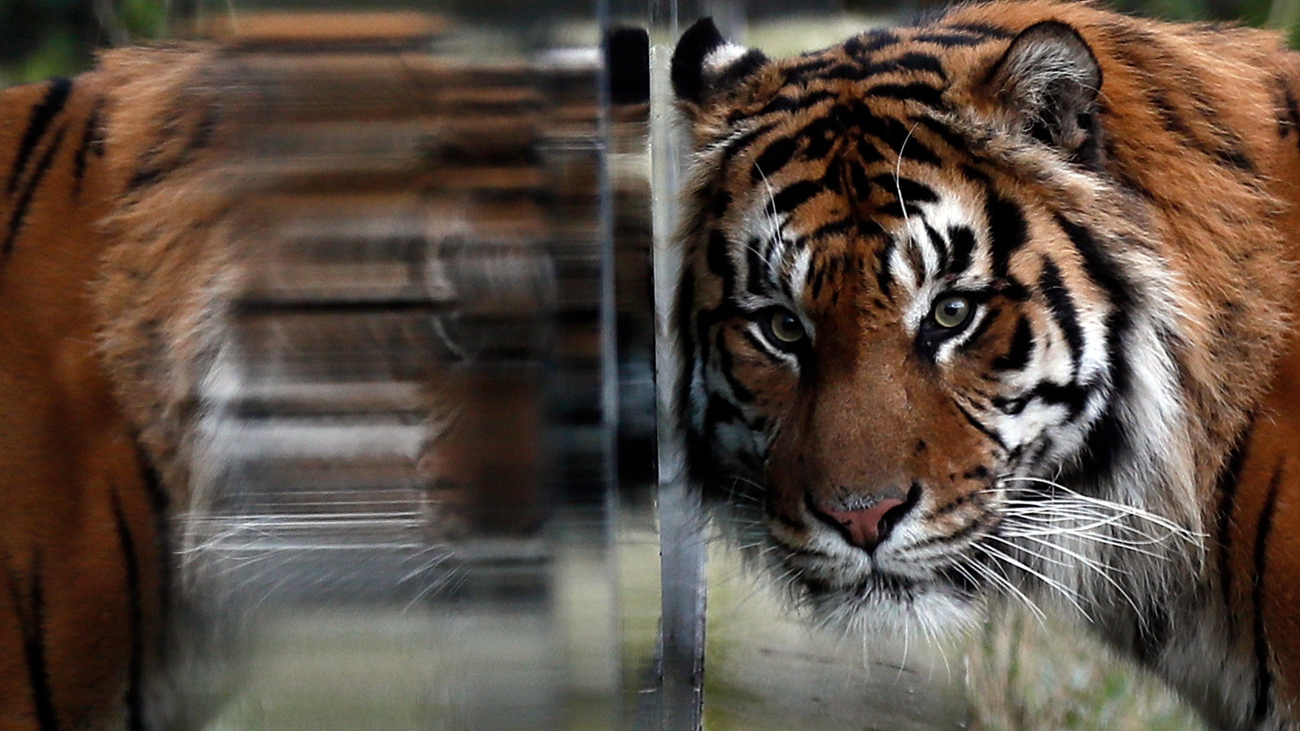 Tiger Jae Jae is reflected in glass at London Zoo in London, Britain, Jan. 3, 2017.