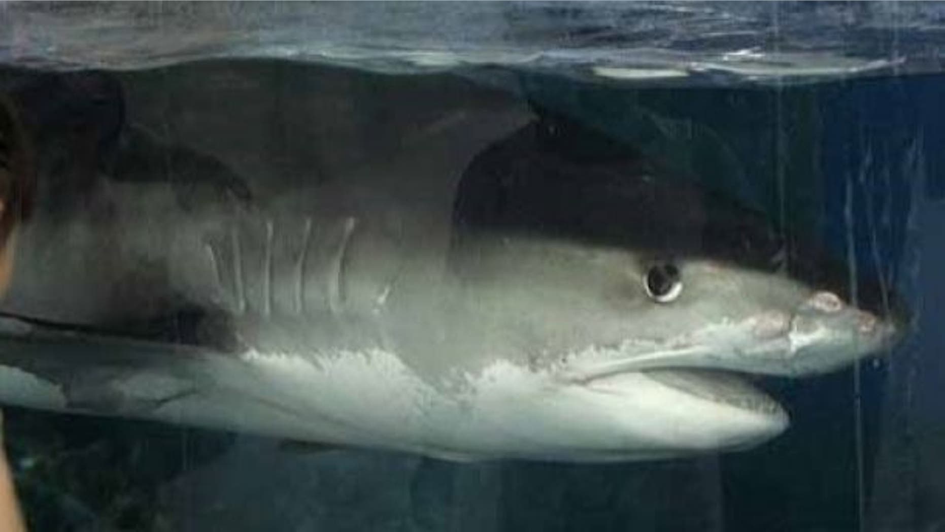 A viral image of man posing with a 16-foot tiger shark near a pier in North Carolina is fake, local media reported.