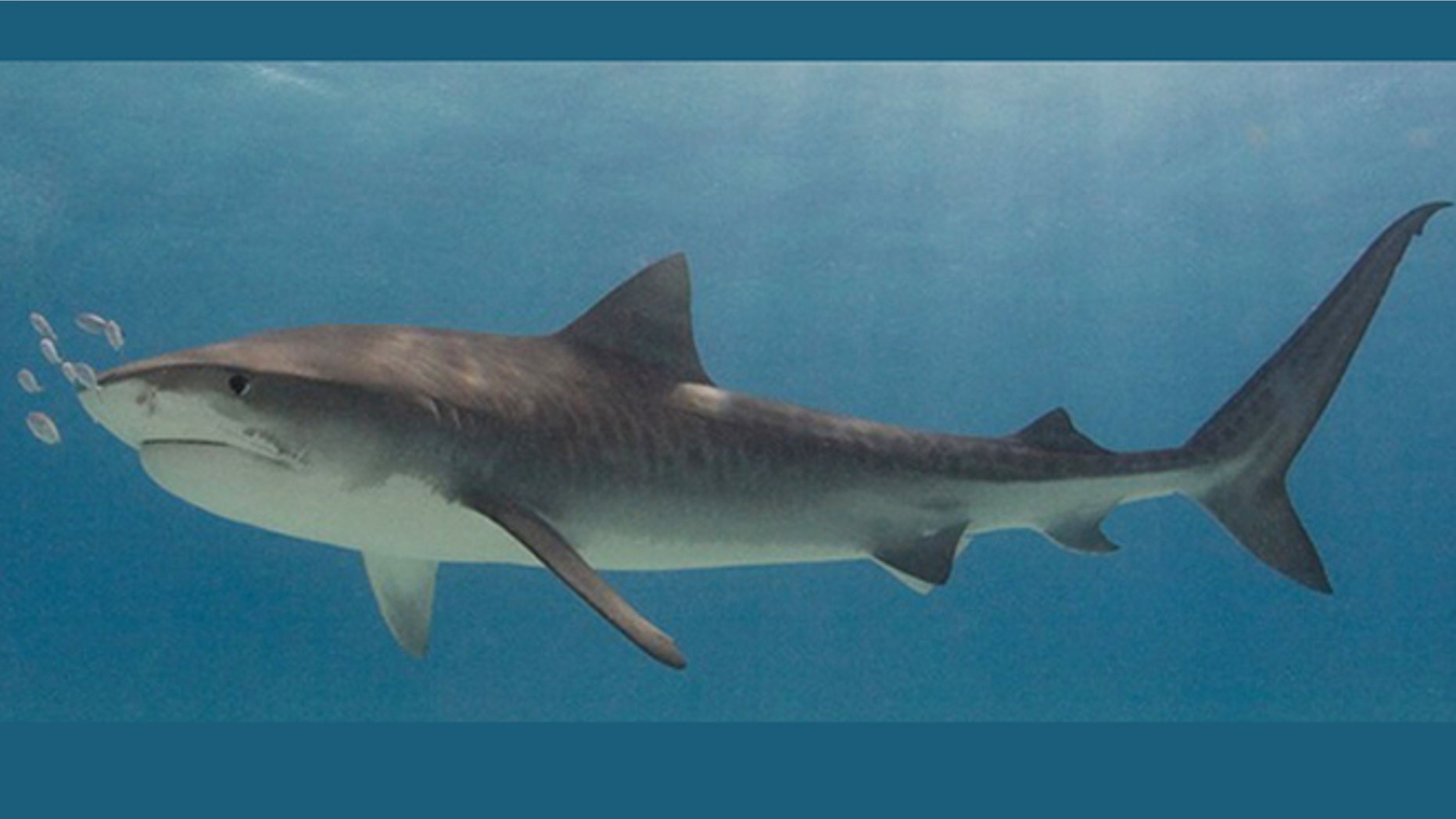 A tiger shark.