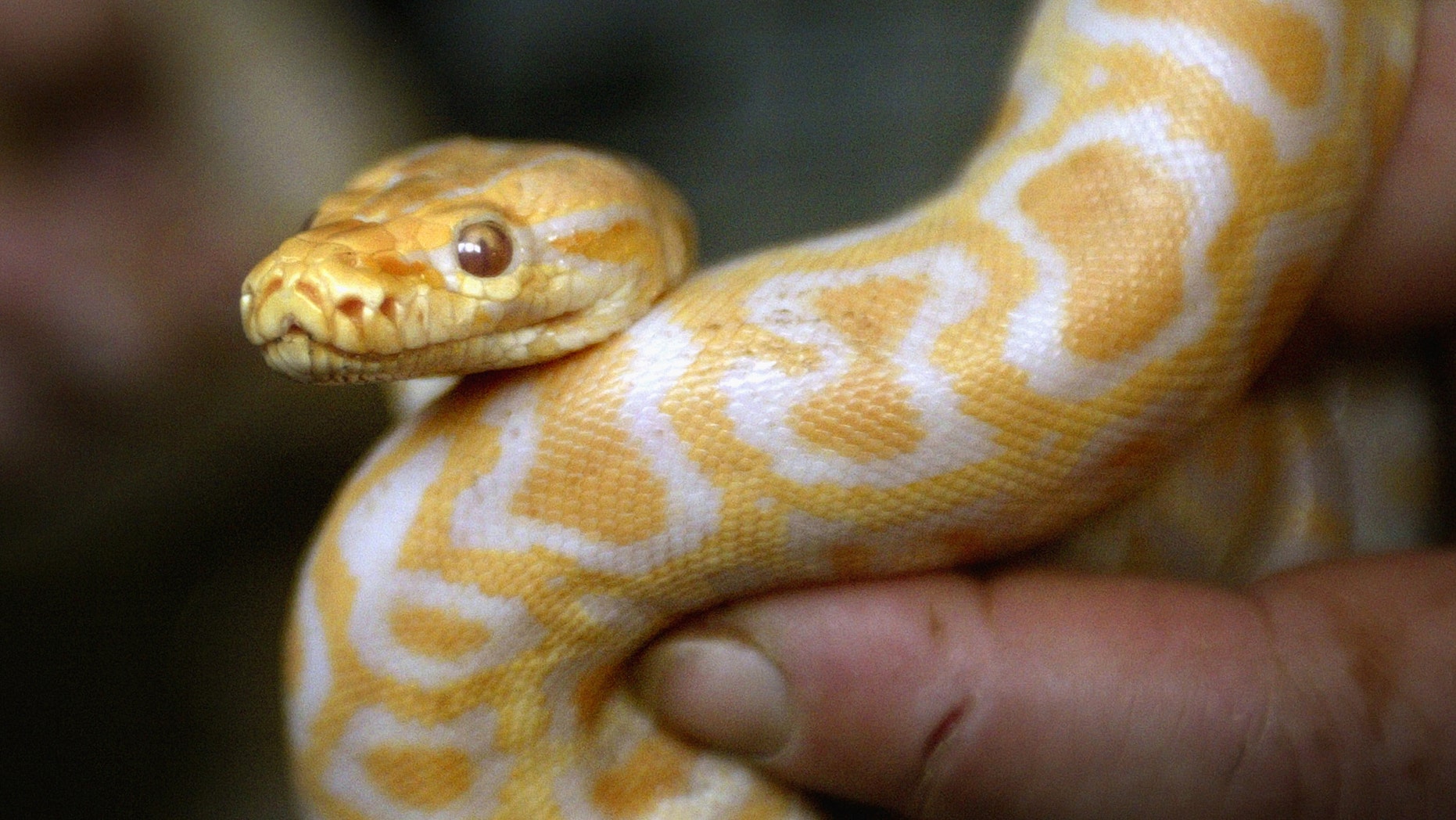 File photo: A Sofia city zoo employee shows one-metre long baby tiger python on January 26, 2004. (REUTERS/Stoyan Nenov)