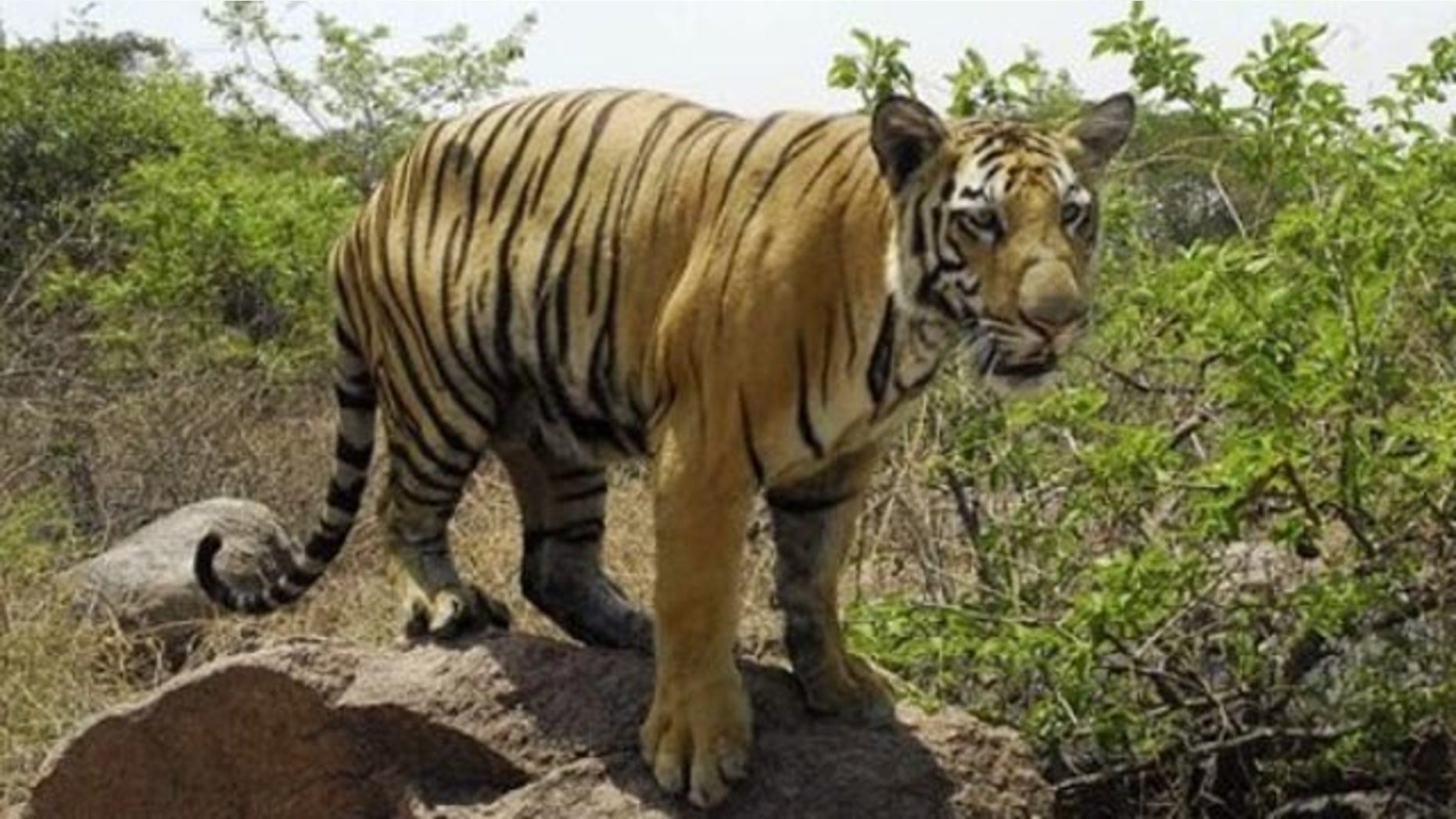 FILE: In this May 12, 2007 a one-year-old Bengal Tiger Banti looks for water at the Nehru Zoological Park in Hyderabad, India. According to Yuri Fedotov head of the U.N. office on drugs and crime about 150 tigers -- or 5% of the world's tiger population are killed each year by poachers.