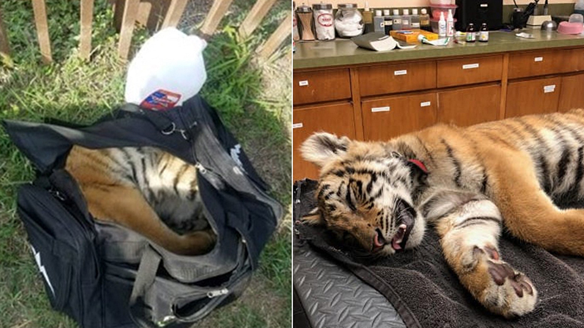 Border Patrol agents found a live tiger cub inside a duffel bag after they saw three people try to enter the U.S. illegally.