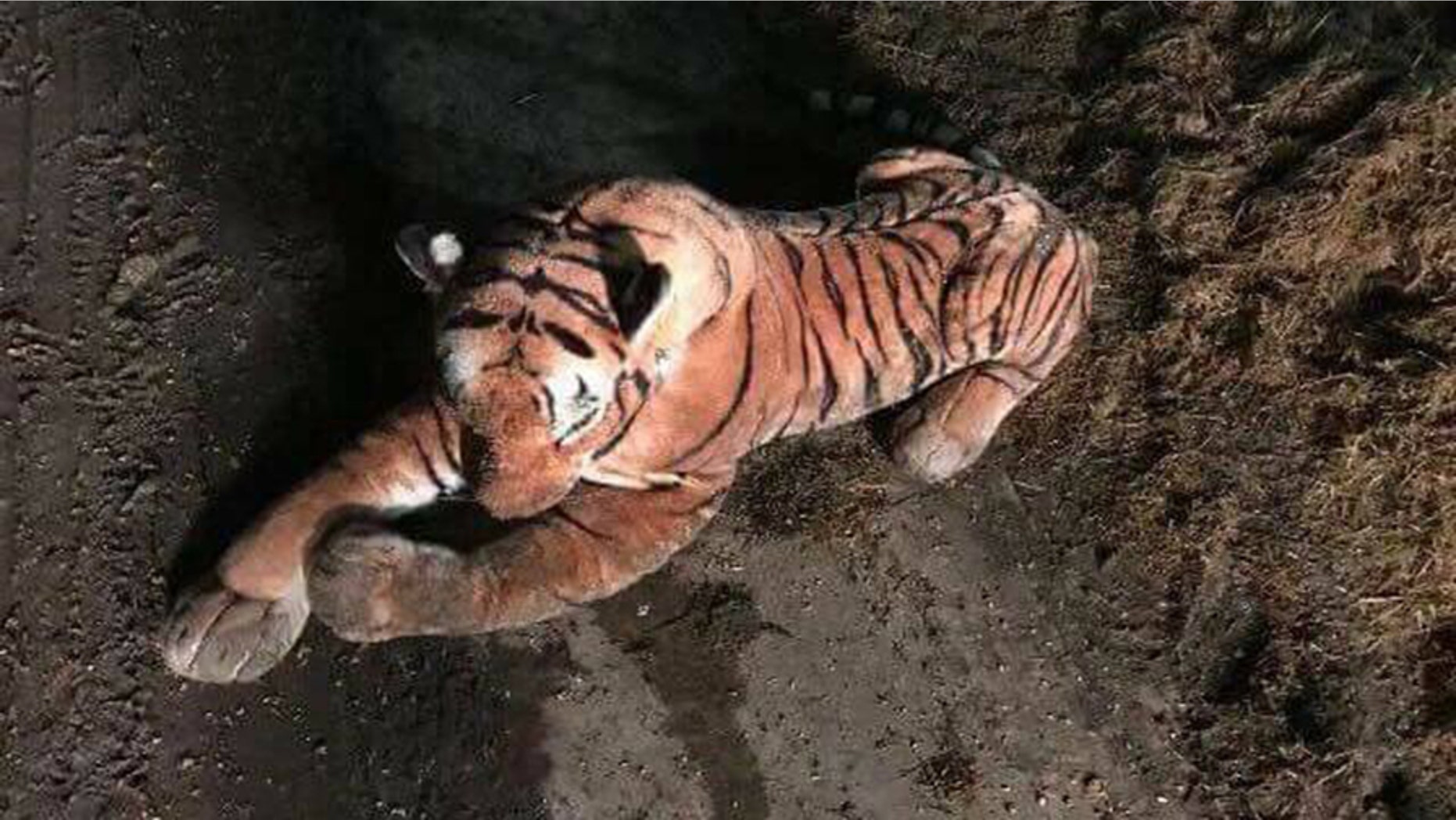 This toy tiger sparked a nearly hour-long stand off with police in Scotland.
