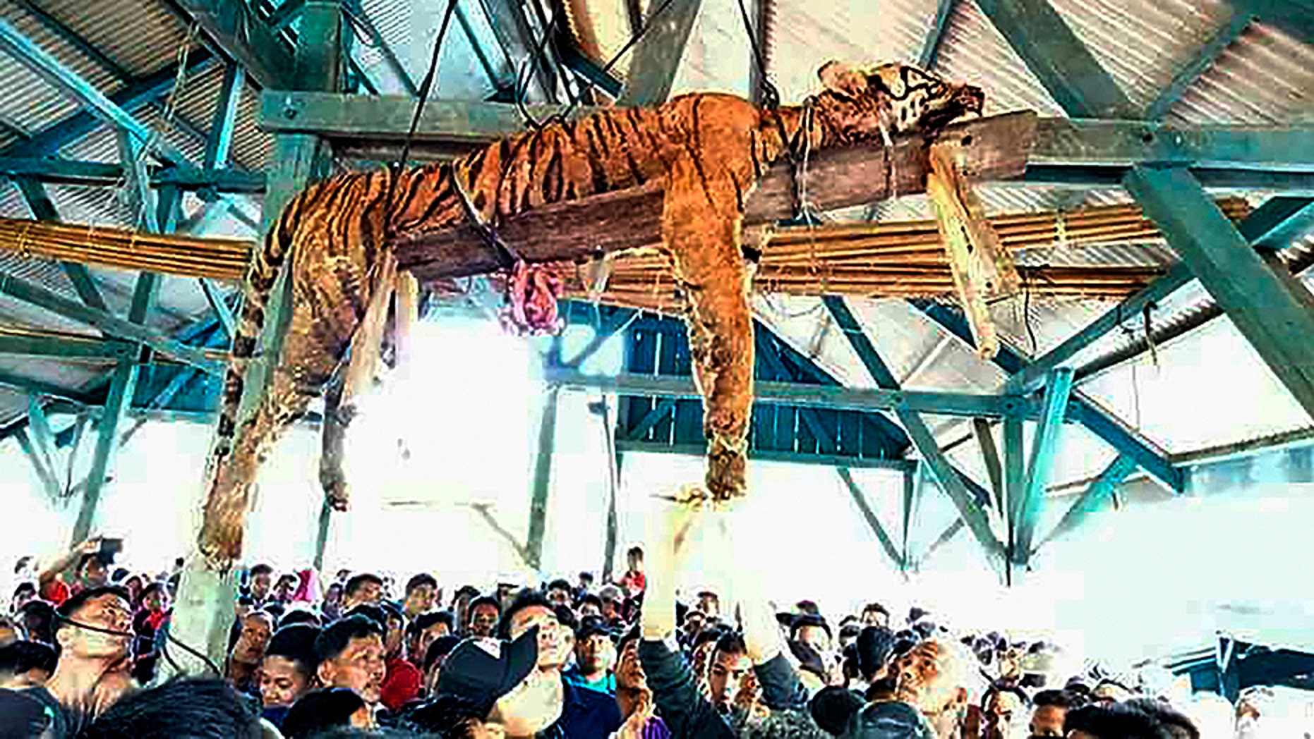March 4, 2018: The carcass of an endangered Sumatran tiger is pictured hanging from the beams of a public gathering space in an Indonesian village.