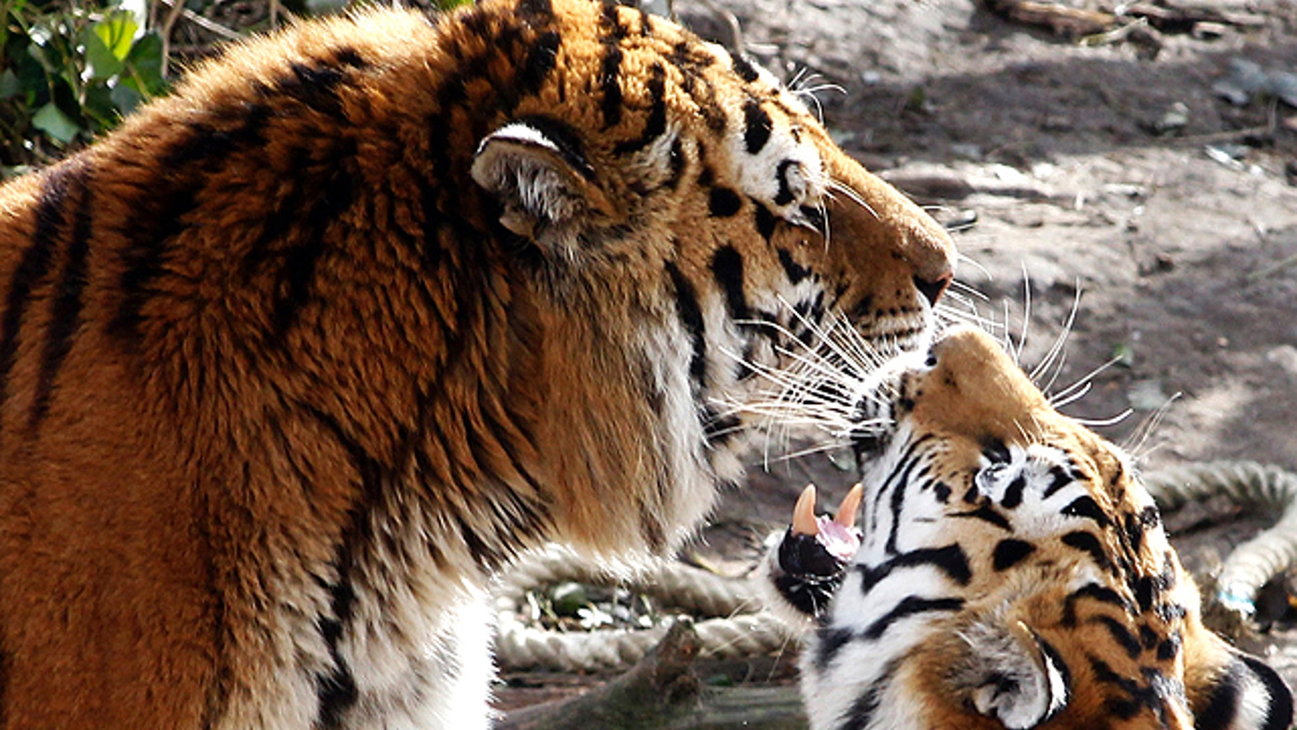 March 8, 2012: Siberian tigers "Altai," left, and "Hanya" in their enclosure in the Cologne Zoo. 'Altai' escaped the enclosure at Cologne Zoo in western Germany and killed a female keeper before being shot dead by the zoo's director, police said. The tiger managed to get from the enclosure to an adjacent storage building, where it attacked the 43-year-old keeper, said police spokesman Stefan Kirchner. "It appears the gate wasn't properly shut," Kirchner told The Associated Press. The zoo's director used a rifle to shoot the animal dead through the storage building's skylight before it could make its way to the visitor areas, he added. (AP)