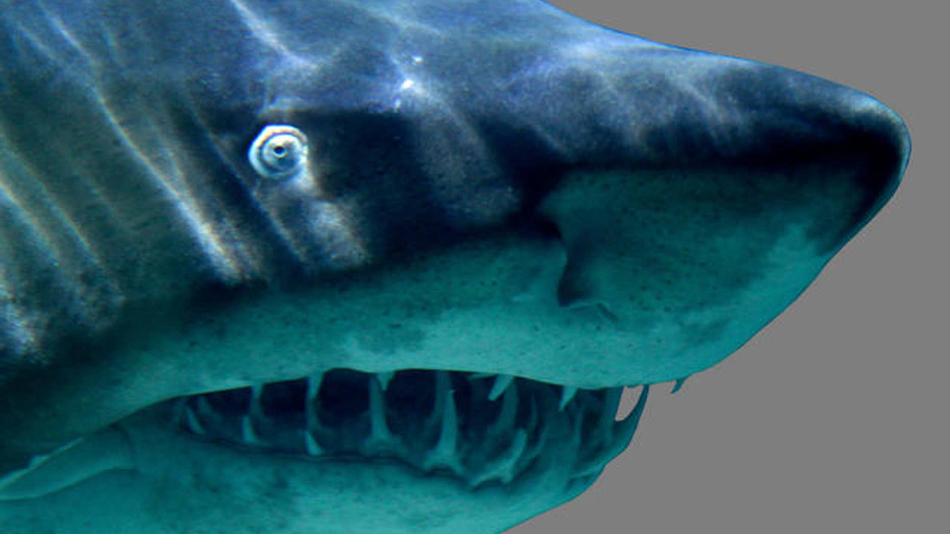 A tiger shark, similar to the one pictured here, attacked a surfer holding his 8-year-old son off Maui on Saturday.