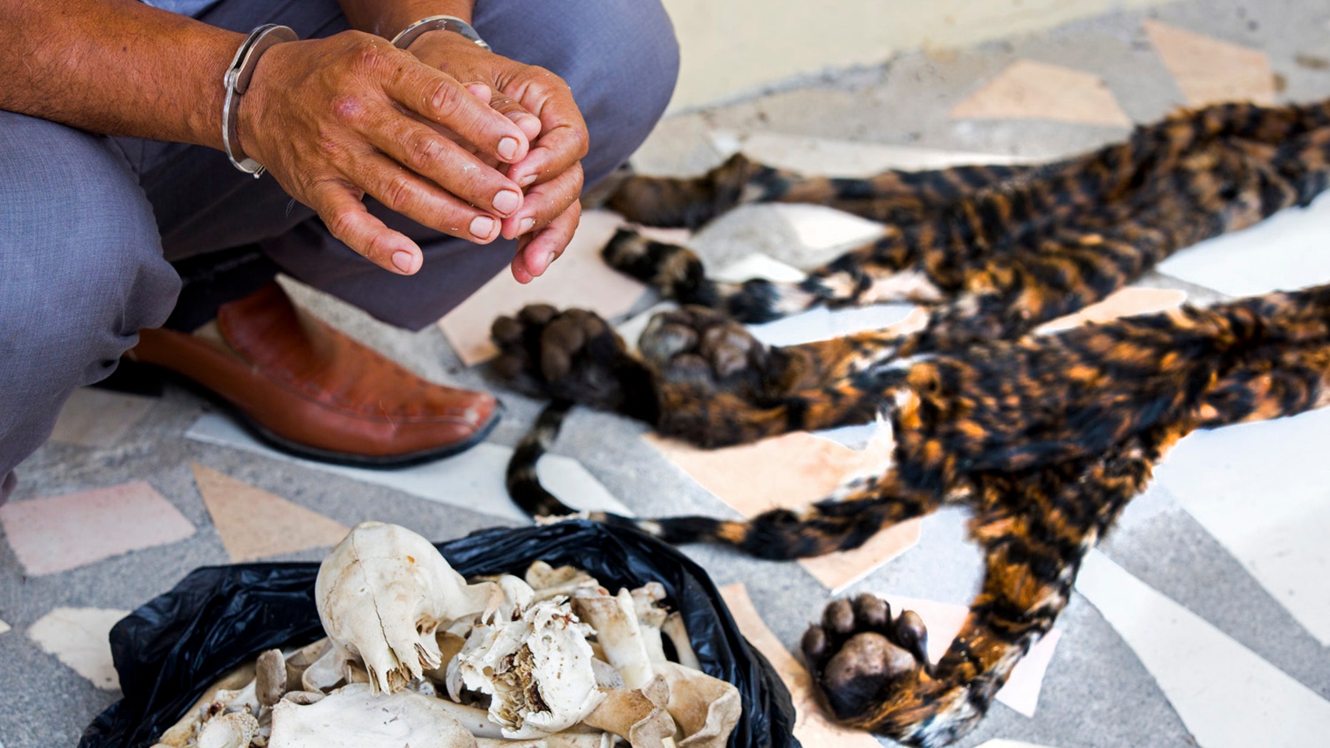 Hand-cuffed suspect next to skins and bones of two critically endangered Sumatran tiger cubs (Paul Hilton for WCS).