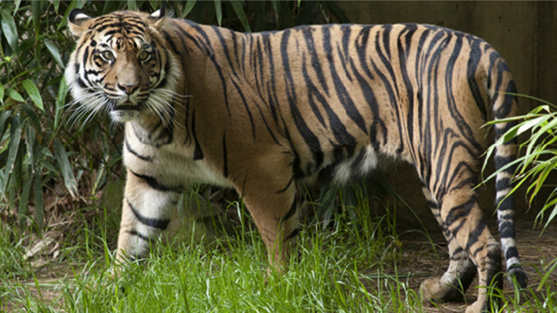 A female Sumatran tiger named Damai (pictured) "jumped" when the earth began rumbling.