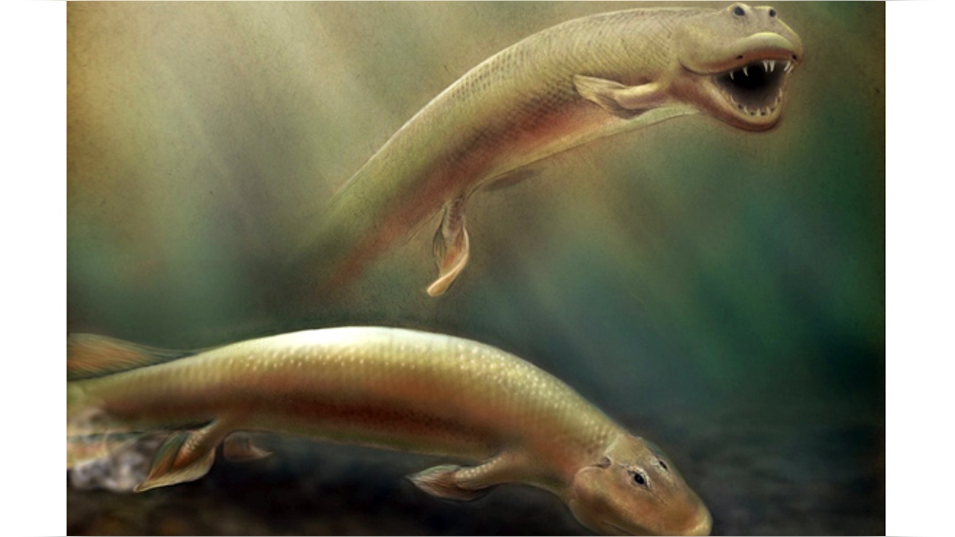 A color illustration of Tiktaalik swimming and walking in water.