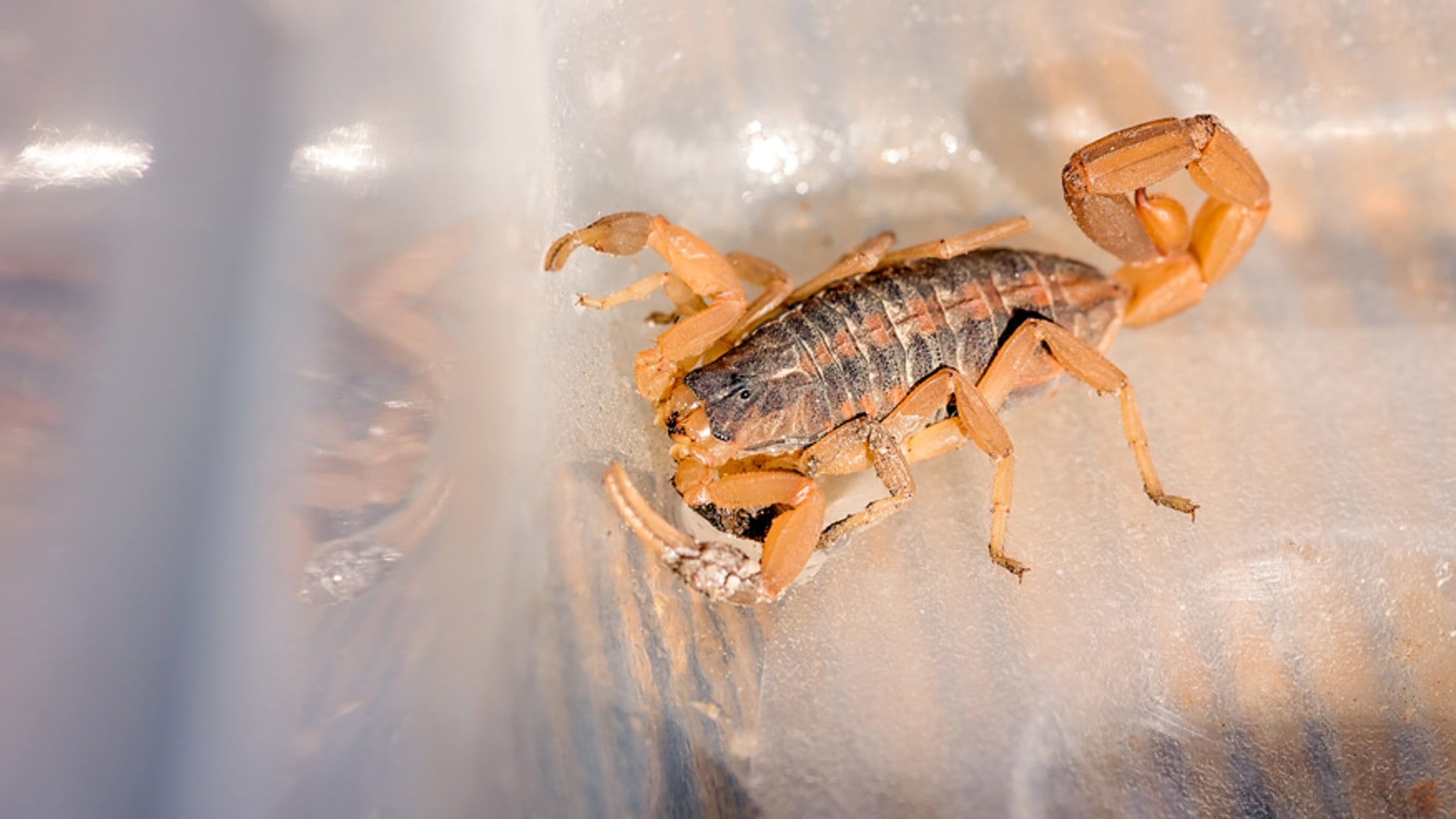 United passenger Richard Bell says a scorpion landed on his head mid-flight.