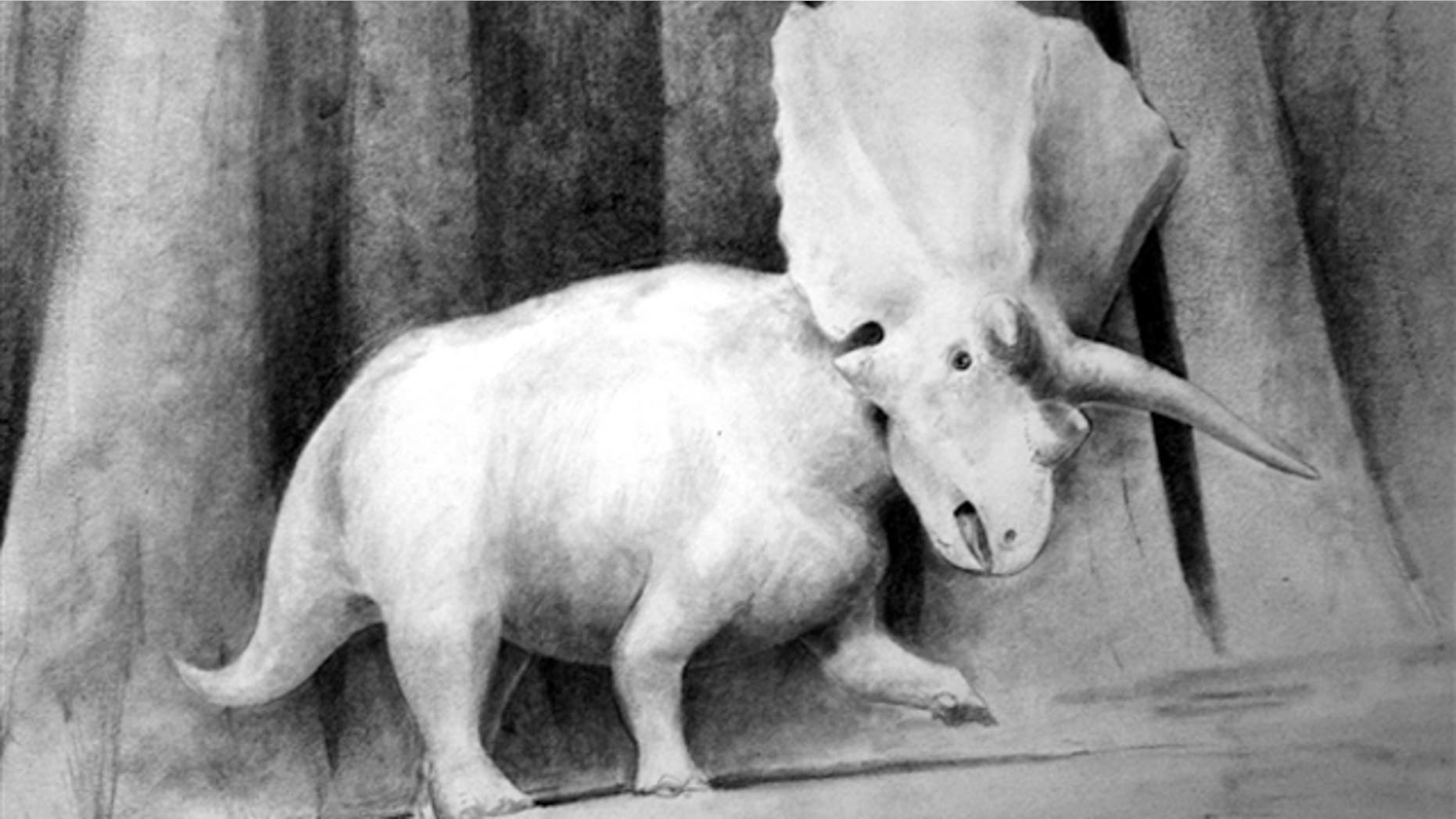 This is an illustration of the Titanoceratops, thought to be the ancestor of the more well-known Triceratops.