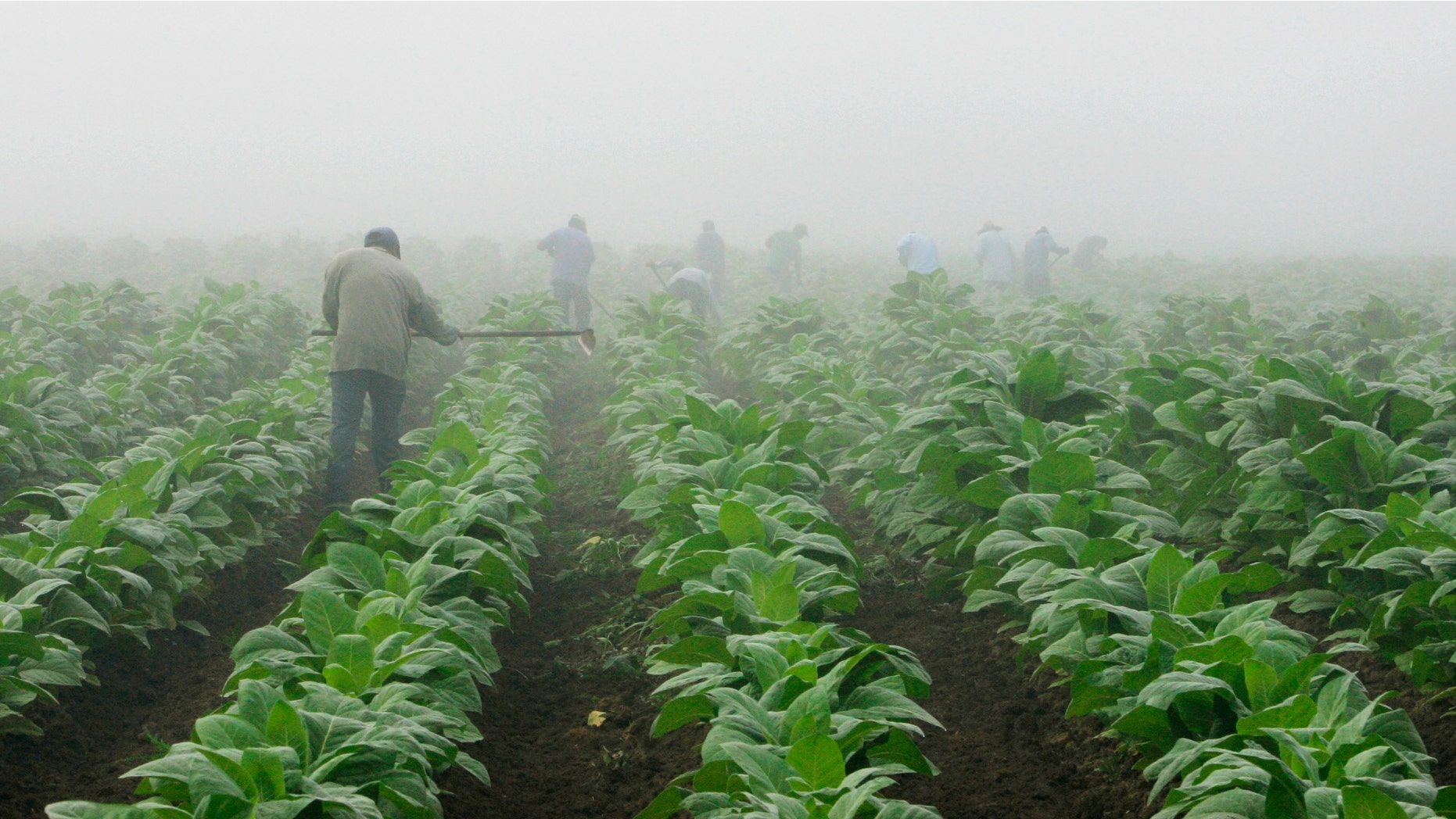 Farm workers make their way across a field shrouded in fog as they hoe weeds from a tobacco crop near Warsaw, Ky.,