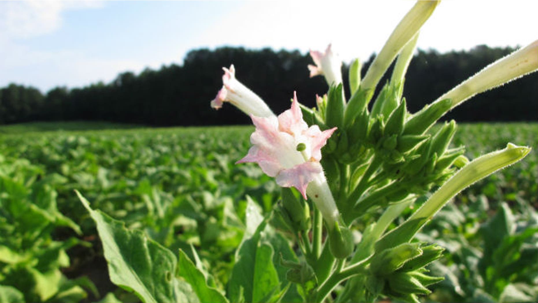 A tobacco flower waves in a dew-covered field outside Rolesville, N.C., on Wednesday, Aug. 13, 2014. (AP Photo/Allen G. Breed)