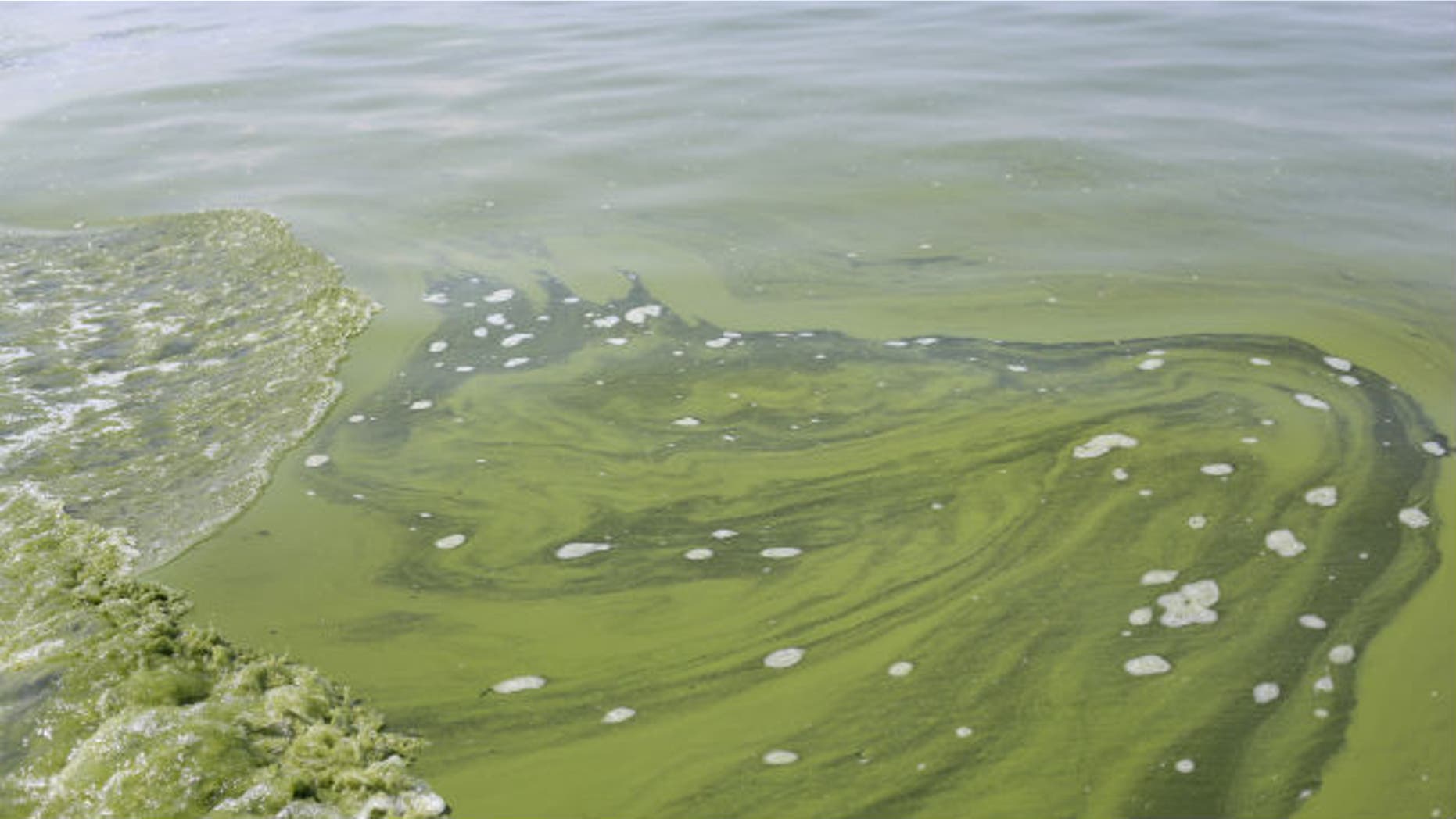Algae is seen near the City of Toledo water intake crib, Sunday, Aug. 3, 2014, in Lake Erie, about 2.5 miles off the shore of Curtice, Ohio. (AP Photo/Haraz N. Ghanbari)