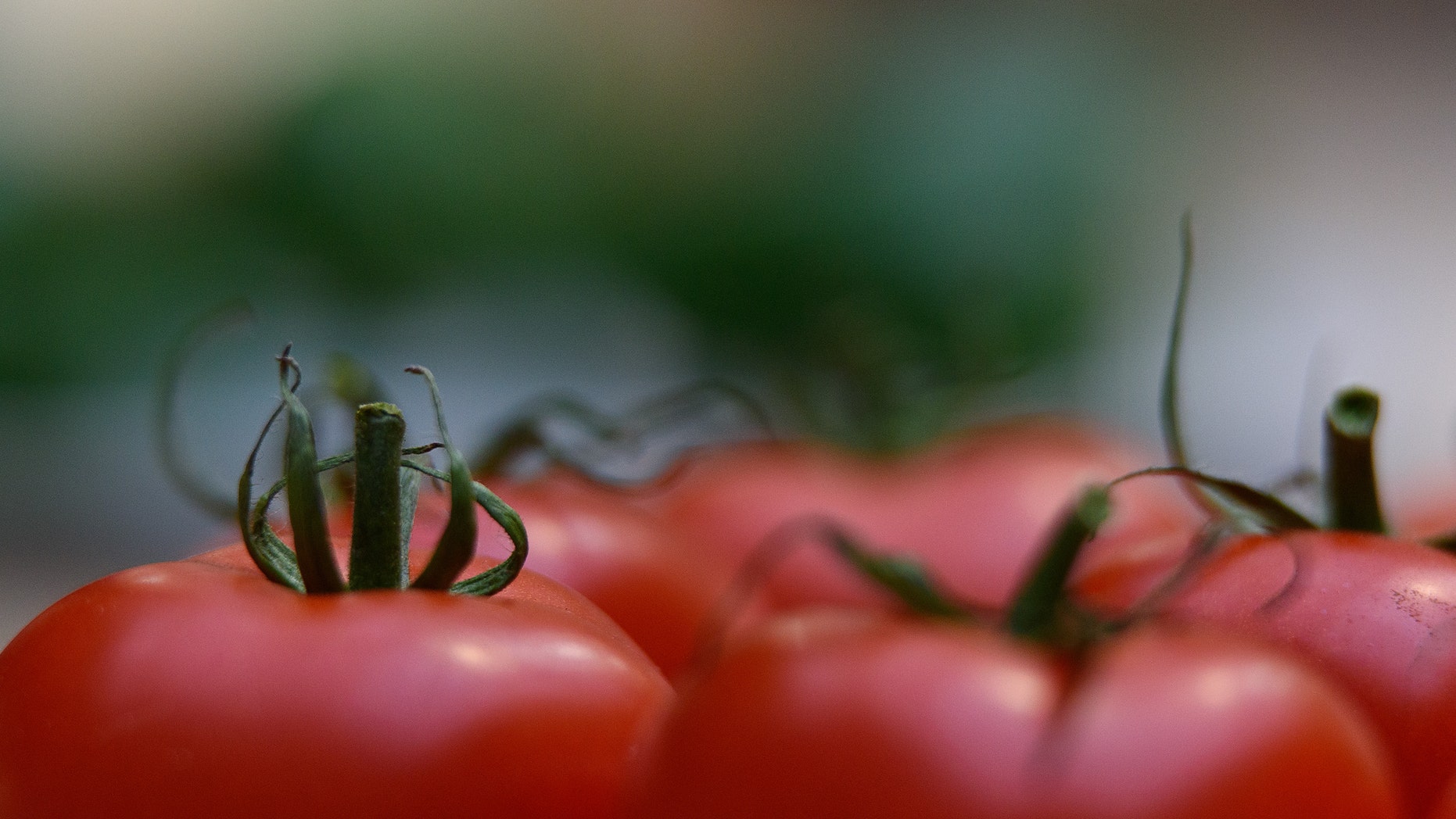 LONDON, ENGLAND - OCTOBER 06: A tomato on display during the RHS (Royal Horticultural Society) London Harvest Festival Show at RHS Lindley Halls on October 6, 2015 in London, England. The traditional harvest themed show runs October 6-7 and showcases a wide range of late summer grown fruit and vegetables. (Photo by Ben Pruchnie/Getty Images)
