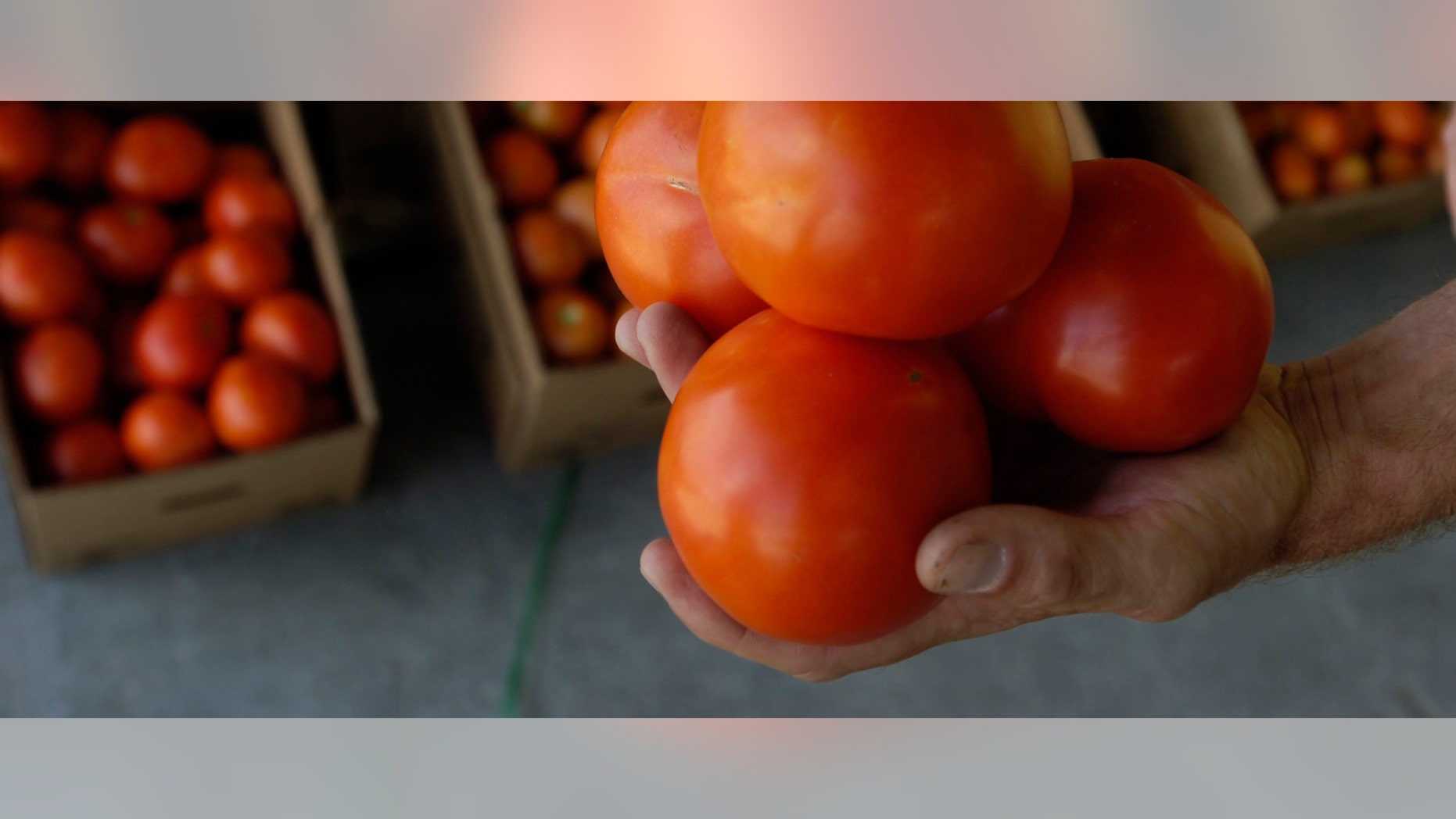 JOHNS ISLAND, SC - JUNE 12: Fredrick Schaffer, co-owner of Island Tomato Growers, holds ripe tomatoes grown on his farm and waiting to be shipped June 12, 2008 in Johns Island, South Carolina. The U.S. Food and Drug Administration (FDA) is still hunting for the source of the outbreak that has sickened at least 167 people in 17 U.S. states since mid-April. Tomatoes grown in South Carolina have been cleared by the FDA for consumption. (Photo by Stephen Morton/Getty Images)
