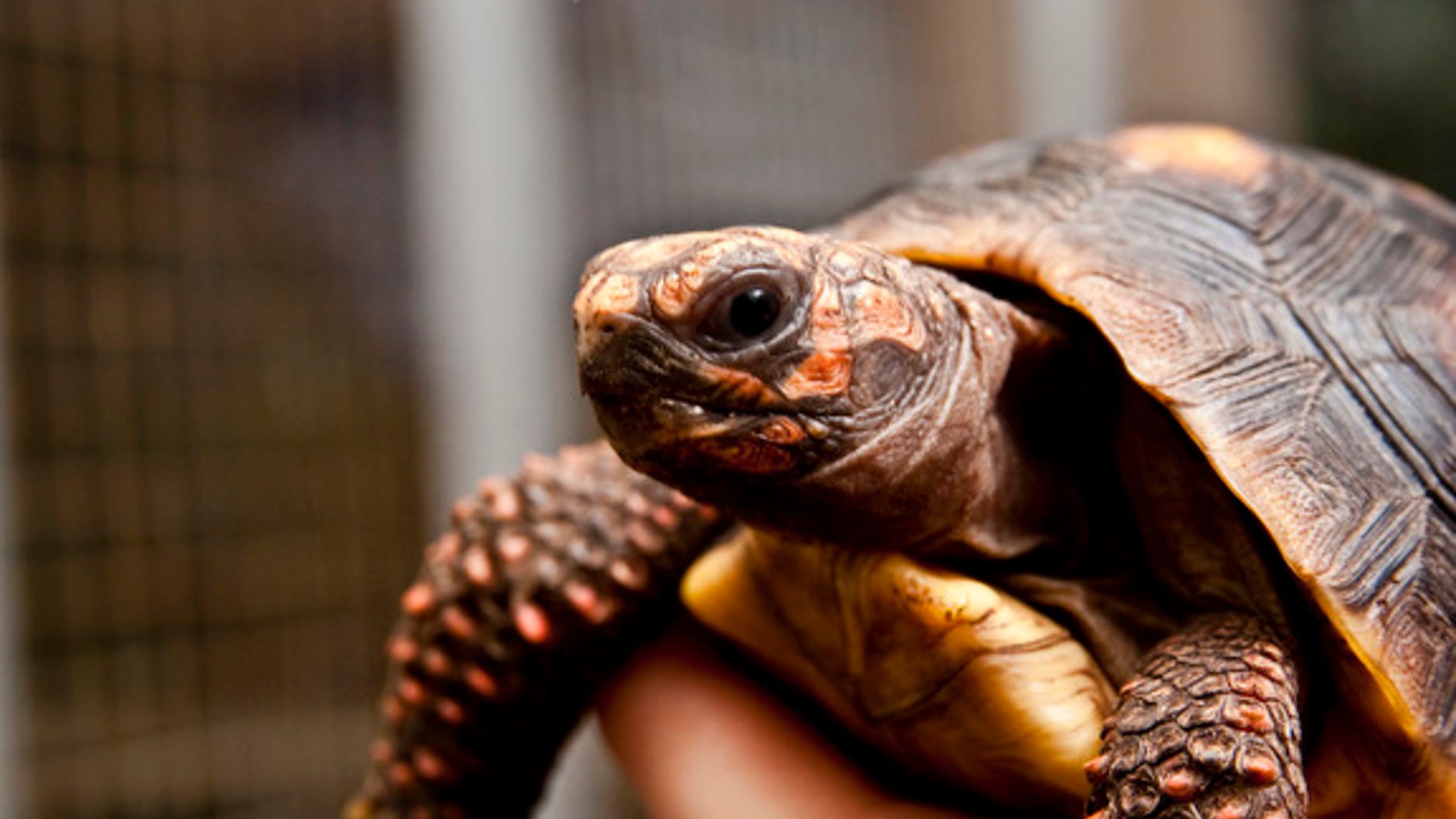 Tortoises aren't slow when learning to use touch screens.