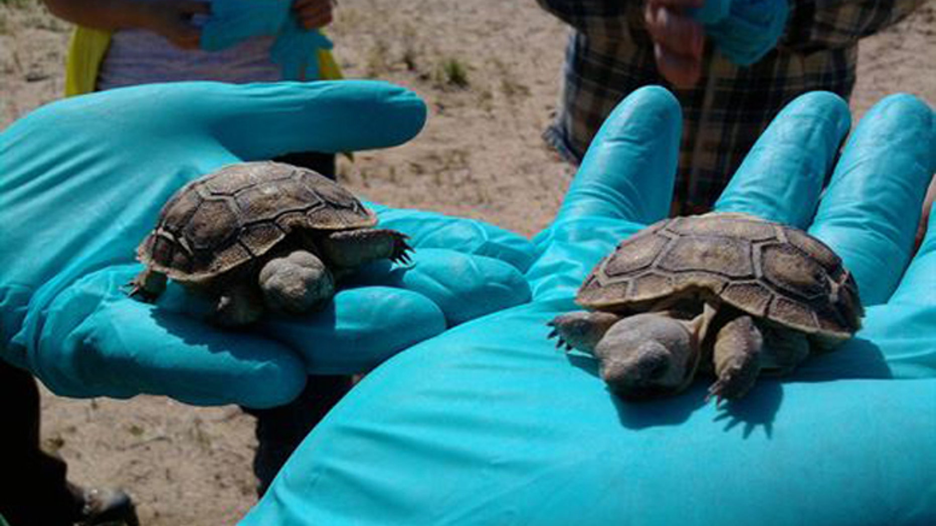 The tortoises are in the way of the Marines' planned expansion of a combat training grounds. (US Marine Corps)