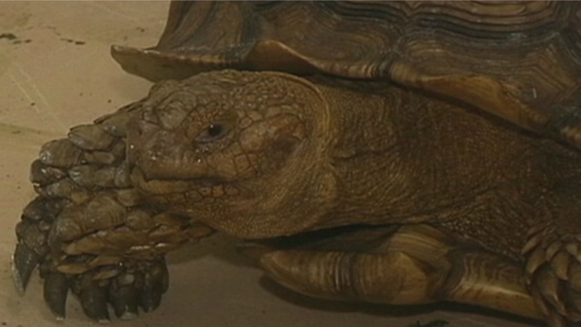 Deputies with the Sarasota County Sheriff’s Department found a large turtle blocking traffic.