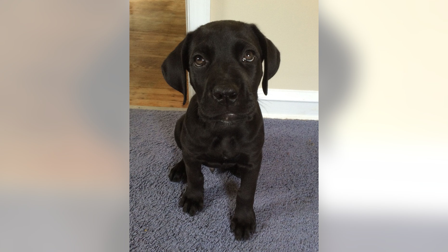 This photo provided by Michael Ehrlich shows his 6-month-old Cane Coro named Jasper at home in Philadelphia. The puppy swallowed two large plastic balls, which remained lodged in his stomach probably for a few weeks, according to Ehrlich. They were surgically retrieved on Saturday, Dec. 26, 2015, and within a few days Jasper was already back on his feet. (Michael Ehrlich via AP)