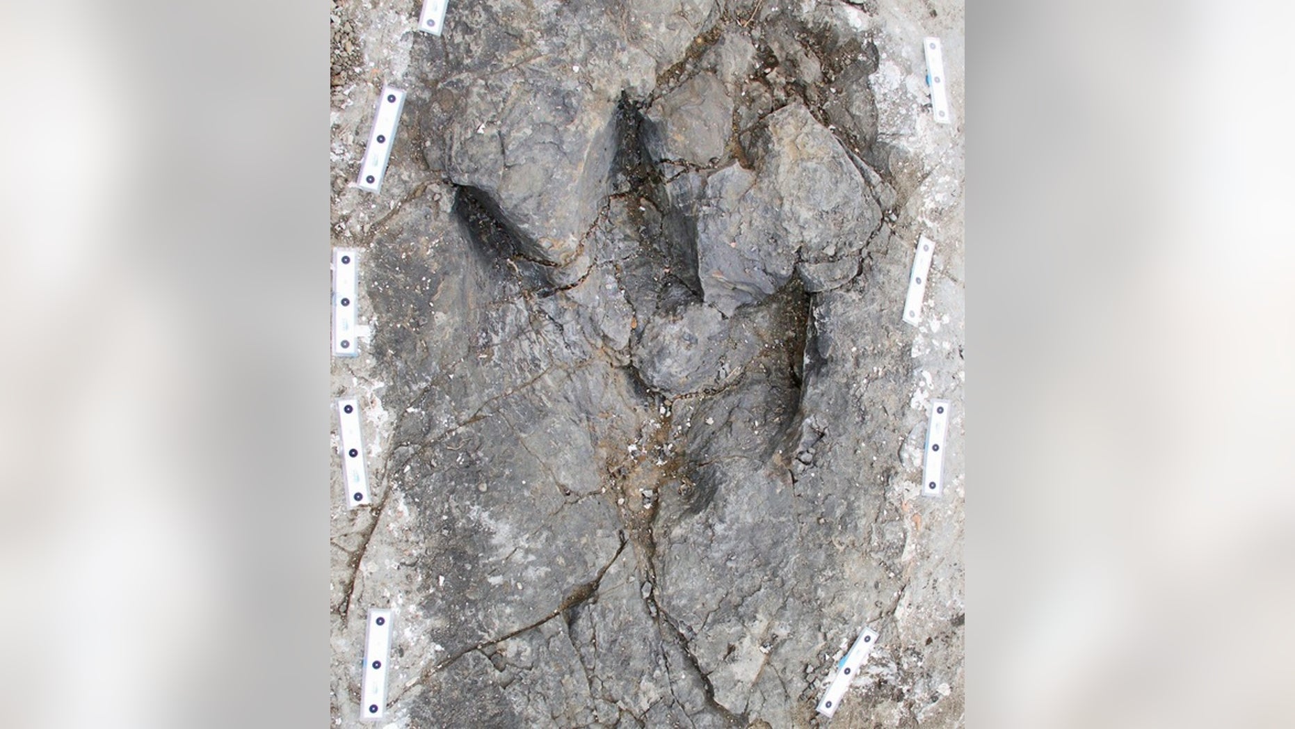 Three trackways made by tyrannosaurs have recently been unearthed in Canada. The trackways suggest the giant predators may have been pack hunters