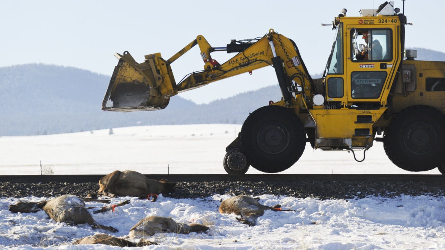 A freight train hit a herd of elk east of Helena.