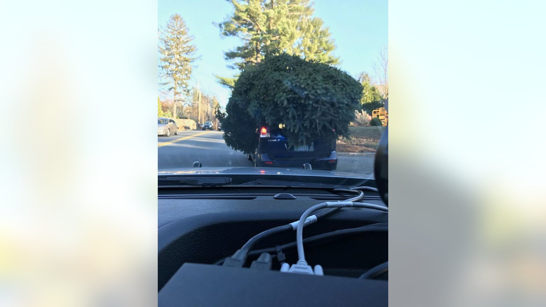 Sudbury police say that they stopped a vehicle which had a large tree on top of it.